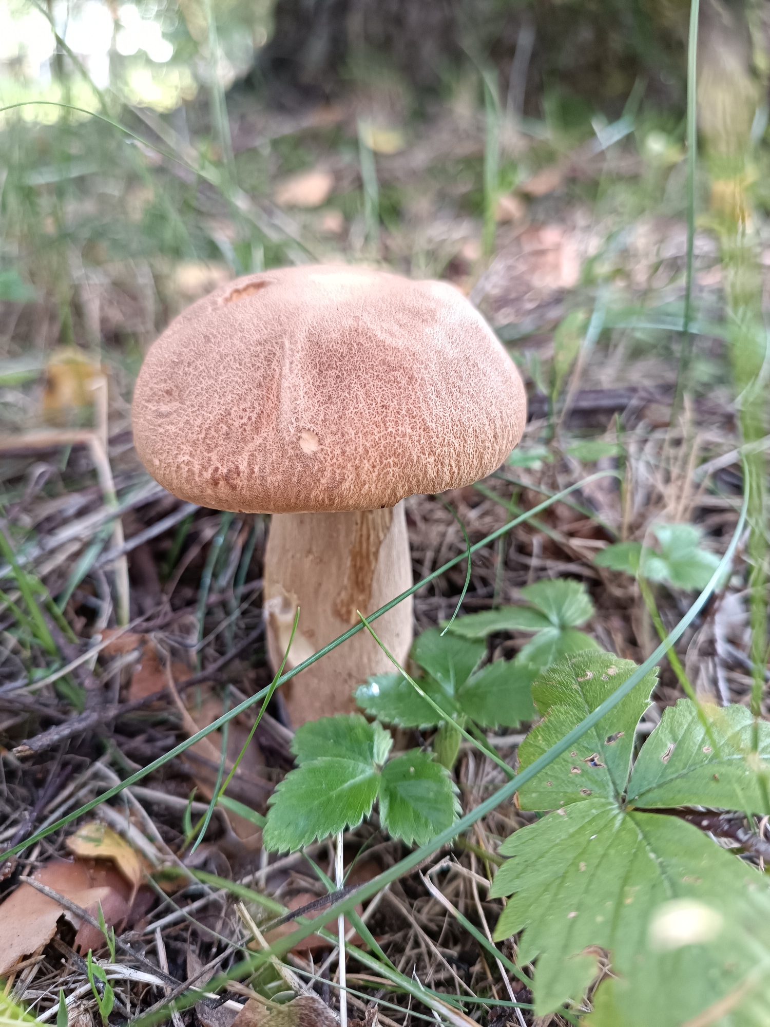 A close-up, eye-level shot shows a single brown mushroom with a textured cap growing among dried leaves, grass, and green foliage on the forest floor. The background is softly blurred, showing a mix of green and light-colored out-of-focus elements that suggest trees and sky. The lighting is natural, with soft shadows. The scene is set in a natural environment, consistent with a park or wooded area, possibly in Bykovo, Russia. There are no people or animals visible.