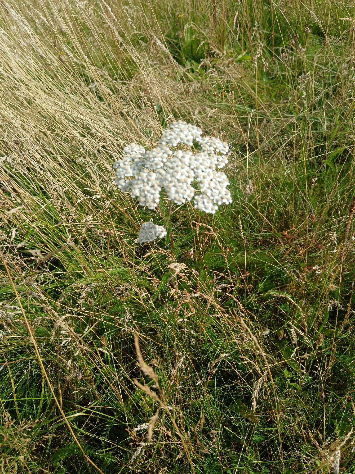A cluster of small white flowers, possibly yarrow, stands in a field of dry, golden grass and green vegetation. The scene is observed from a high angle, looking down into the field. The lighting suggests it is daytime, with the sun casting shadows. No people or animals are visible in the image. The location is identified as Varel, Germany.