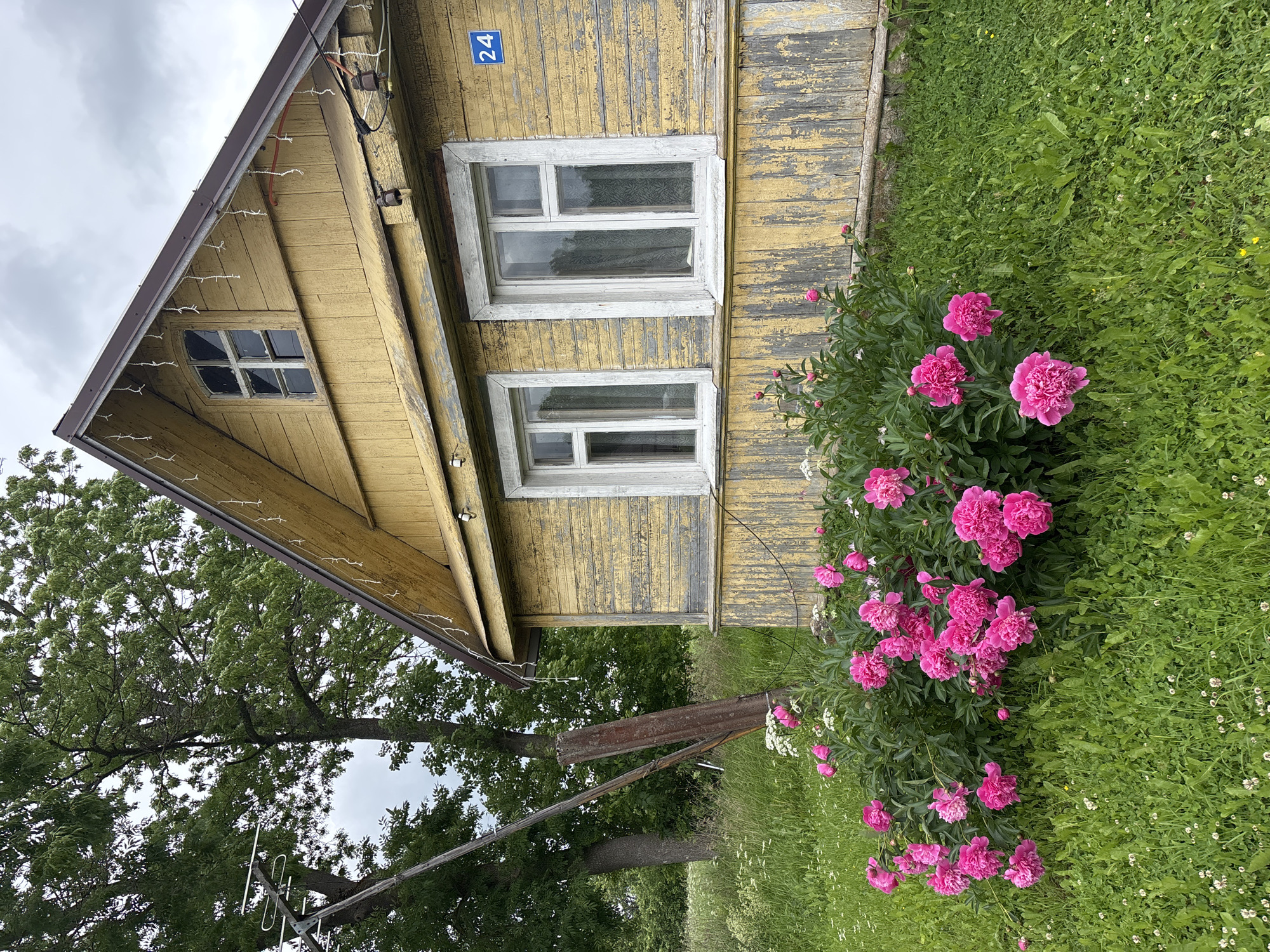 An exterior, eye-level, vertical medium shot captures a weathered yellow wooden house with peeling paint and a dark brown metal roof. Two white-trimmed windows with glass panes are visible on the house's facade. A blue house number "24" is affixed to the siding. In front of the house, a lush bush is filled with bright pink peonies. Green grass, dotted with small white flowers, surrounds the peonies and the house. To the left of the house, a large tree with green leaves stands tall. A weathered utility pole with some attached wires stands between the tree and the house. The sky above is overcast and gray. The location is identified as Borki, Russia.