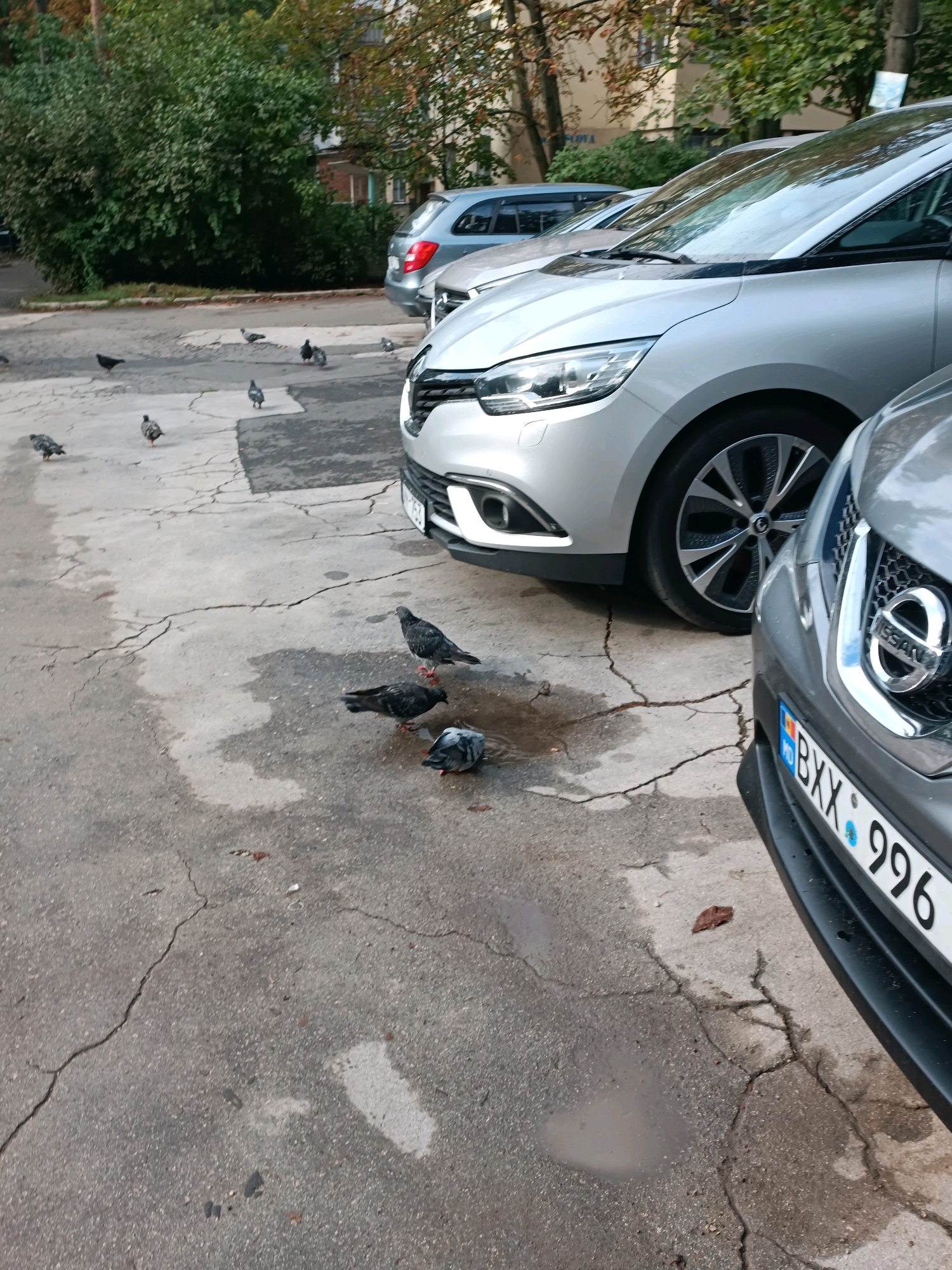 This image shows a street scene in Chișinău, Moldova, with several pigeons on a cracked asphalt surface. Two cars are parked side-by-side in the foreground. The car on the right is a dark grey Nissan with a license plate reading "BXX 996". The car on the left is a silver Renault with a license plate visible but unreadable. In the background, a green bush line is visible, with trees and a building beyond. The sky is overcast, and the ground appears wet, with several puddles present. The pigeons are scattered across the ground, with some foraging and others resting.