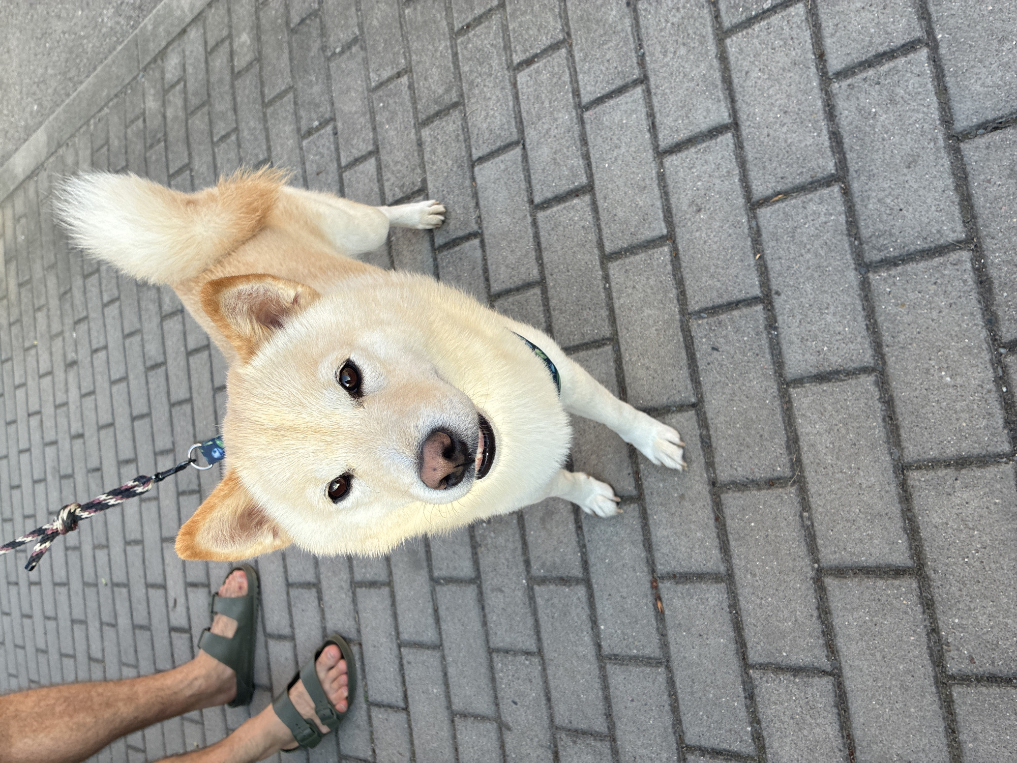 A light-colored Shiba Inu dog is standing on a brick sidewalk in Prague, Czechia. The dog is wearing a blue collar and is attached to a leash held by an unseen person. The person is wearing dark green sandals and their legs are visible on the left side of the frame. The sidewalk is made of gray rectangular bricks. The dog is looking directly at the camera with its mouth slightly open, revealing its tongue. The background is blurred, but appears to be an outdoor urban setting.