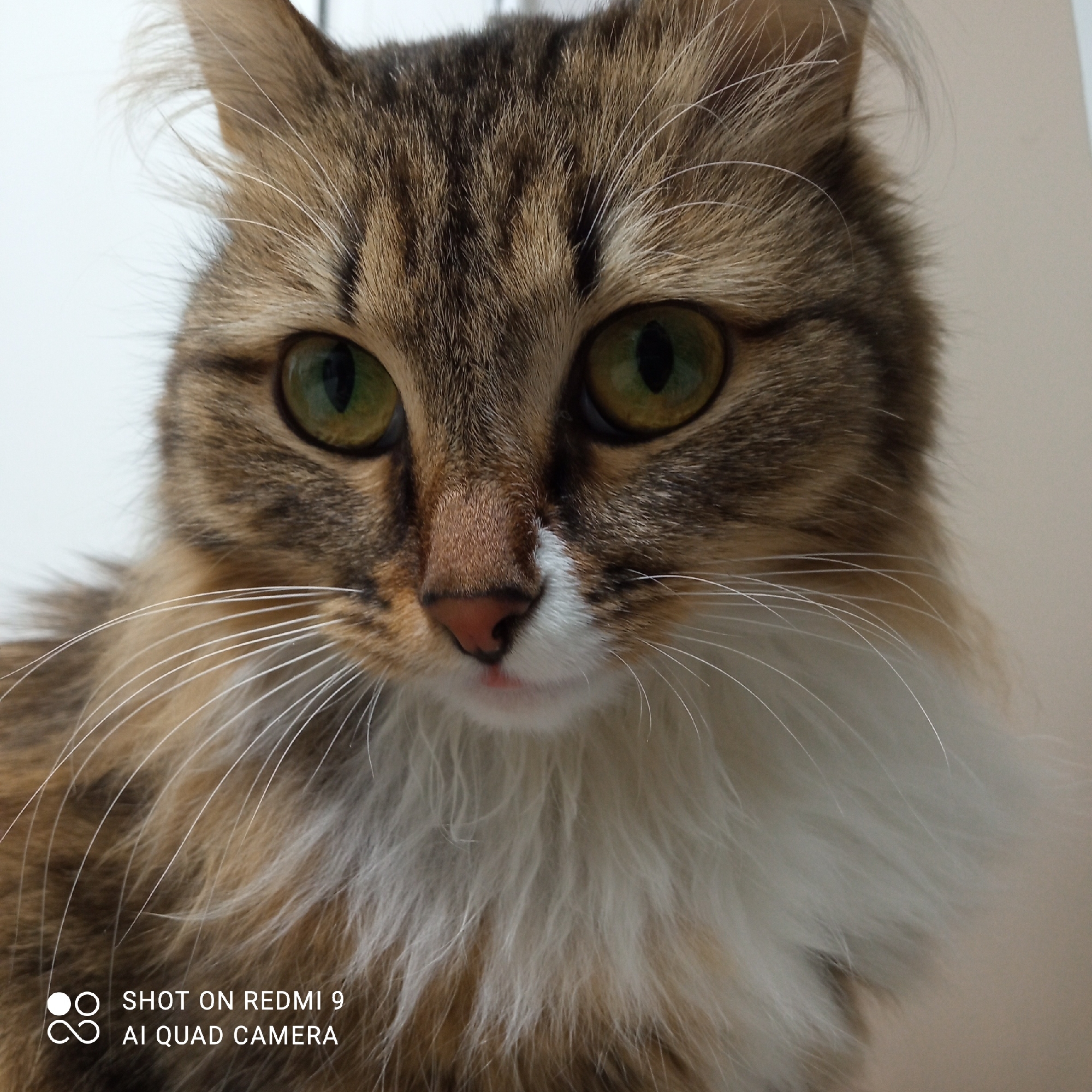 A close-up portrait shot captures the face of a domestic cat in Chaikovsky, Russia. The cat, likely a long-haired breed or mix, features striking green-gold eyes that are wide and attentive, looking directly at the viewer. Its fur is a mix of brown and black tabby stripes, with a notable amount of fluffy white fur on its chest, chin, and around its pink nose. A tiny hint of a pink tongue is visible, adding to its gentle expression. Long, prominent white whiskers fan out from its muzzle. The background is minimalistic and light-colored, suggesting an indoor setting. The image is well-lit, highlighting the intricate details of the cat's fur and eyes. Visible text in the bottom left corner reads "SHOT ON REDMI 9" and "AI QUAD CAMERA," indicating the device used to capture the photo.