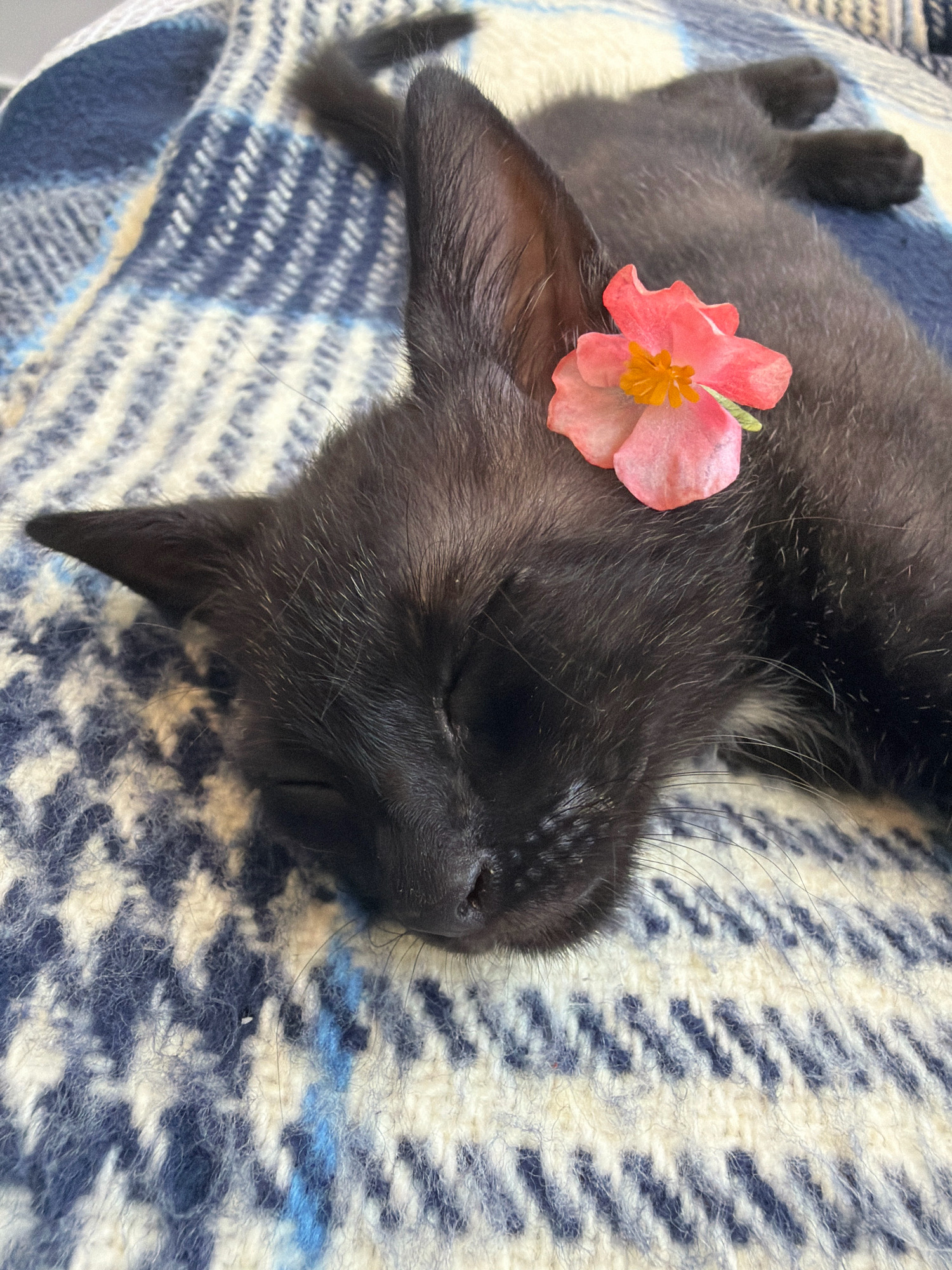 A black kitten sleeps on a blue and white patterned blanket. A small pink and orange flower is placed on the kitten's head. The kitten's eyes are closed and its paws are relaxed. The blanket appears to be made of a soft, textured material. The scene is a close-up shot, focusing on the kitten and the flower. There is no indication of the location being Podgorica, Montenegro.