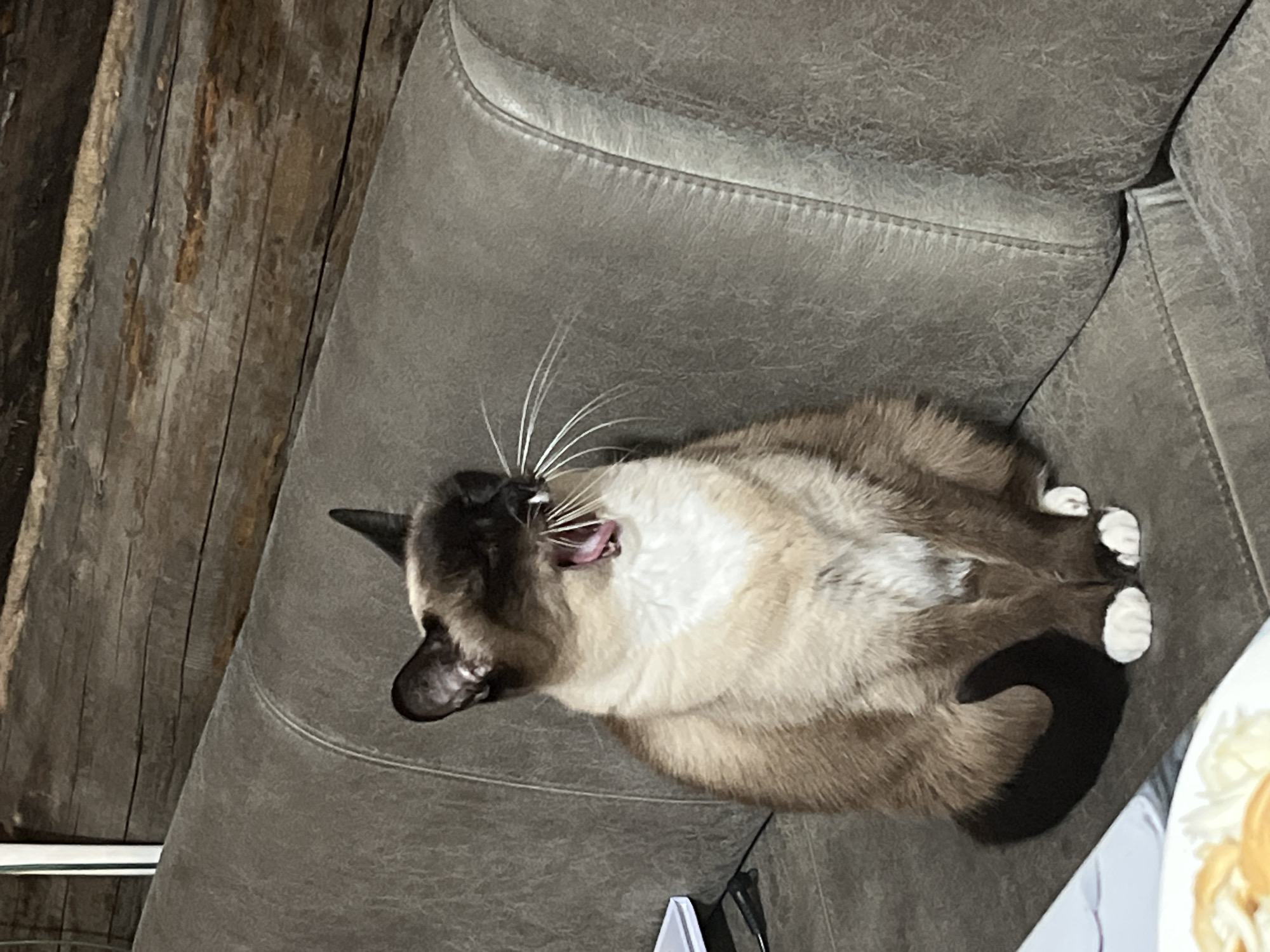 An indoor scene in Izhevsk, Russia, features a light-colored cat, likely a Siamese or Tonkinese with distinct pointed markings, relaxing on a grey upholstered sofa. The cat is captured mid-yawn, its mouth wide open, revealing its pink tongue and teeth, with long white whiskers splayed out. Its fur is a blend of cream and light brown on its body, transitioning to darker brown on its face, ears, paws, and curled tail. The sofa features visible stitching along its seams and a textured surface.
In the background, to the left of the sofa, is a rustic wooden wall composed of vertical planks, displaying natural wood grain and some signs of age. In the lower right corner of the frame, a segment of a white dish is visible, containing light-colored food that resembles noodles or fried items. A black power cord and a small white rectangular object are also discernible on the surface next to the cat's tail. The overall ambiance suggests a comfortable and relaxed domestic setting. There is no visible text in the image.
