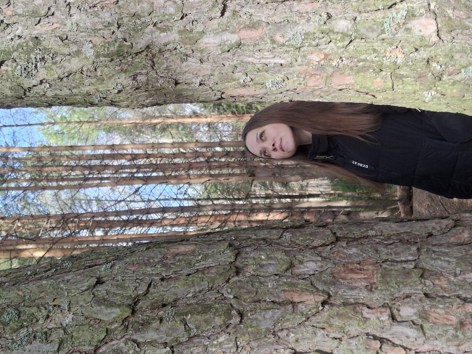 The image depicts a young woman framed vertically between two large, textured tree trunks in what appears to be a pine forest. The composition creates a unique perspective, as if the woman is looking up from within a narrow natural enclosure. She has long, straight brown hair and a calm, somewhat pensive expression as she gazes upwards. She wears a black puffer jacket, and on her left forearm, the word "REPEAT" is distinctly visible in white text.
The two prominent tree trunks in the foreground feature rough, deeply furrowed bark with patches of greyish-green lichen, characteristic of mature pine or conifer trees. These trunks create a natural corridor through which the background forest is visible. Beyond, numerous tall, slender tree trunks stand closely together, reaching towards a bright, clear blue sky, indicating a sunny daytime. The lighting suggests either morning or late afternoon, providing a gentle illumination to the scene. The setting conveys a sense of tranquility and connection with nature. The woman's heavy jacket suggests cool weather, despite the clear sky. This serene forest environment is located in Chaikovsky, Russia.
