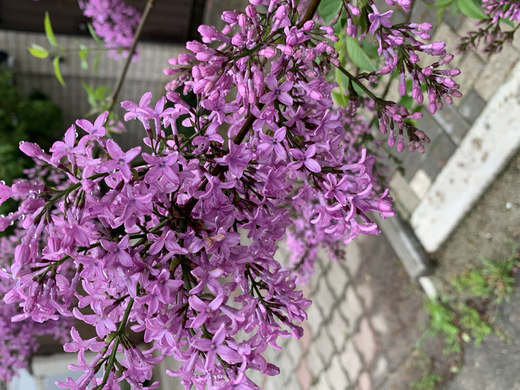 The image shows a close-up of purple lilac flowers, likely after a rain due to water droplets on the petals. The flowers are densely clustered and fill the frame. The background includes a glimpse of a brick pathway and a concrete curb with some grass growing near it. Although the location is stated as Stavropol, Russia, there is no definitive evidence within the image itself to verify this claim.