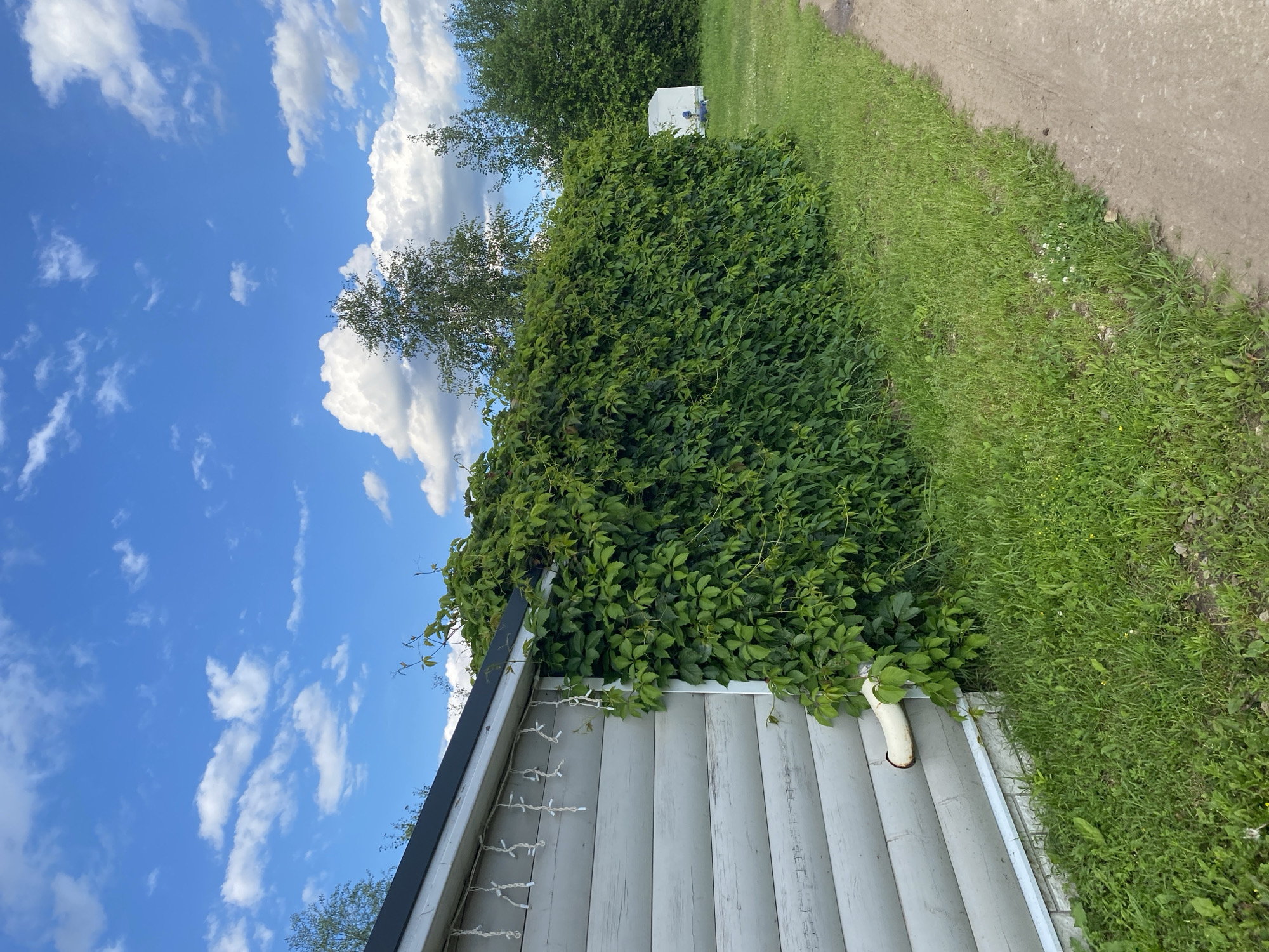 The image depicts an outdoor scene on a bright, cloudy day. On the left, a light gray wooden building with a dark roof is partially visible. White string lights are hung along the edge of the roof. A white pipe extends horizontally from the side of the building near the ground. The building is covered in dense green foliage, likely ivy, which extends along a long hedge that dominates the middle ground. To the right of the hedge is a dirt path bordered by a strip of green grass with scattered white wildflowers. In the background, beyond the hedge, trees are visible, and further in the distance, a small white rectangular structure is present. The sky is a vibrant blue with scattered white cumulus clouds. The location is described as Novyi Ural, Russia. No people are visible in the image.