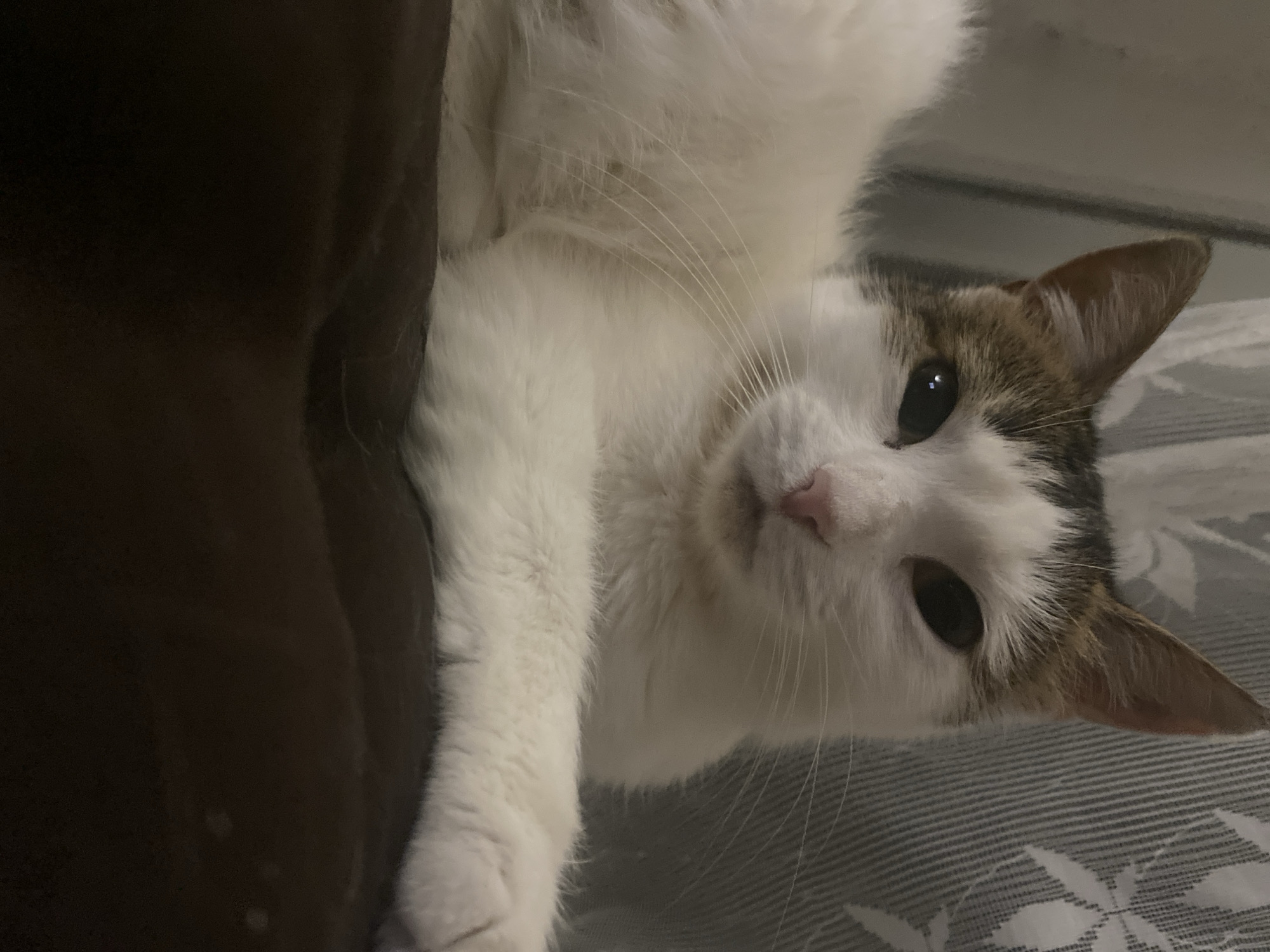 An extreme close-up shot shows the face of a white cat with brown and grey markings on its head. The cat is lying down on a dark brown surface, likely a cushion or blanket. Its eyes are open and looking directly at the camera. The cat's whiskers are prominent, fanning out from its muzzle. In the background, a curtain with a subtle floral pattern is visible. The lighting appears to be dim, creating a soft, intimate atmosphere. The location is unknown.