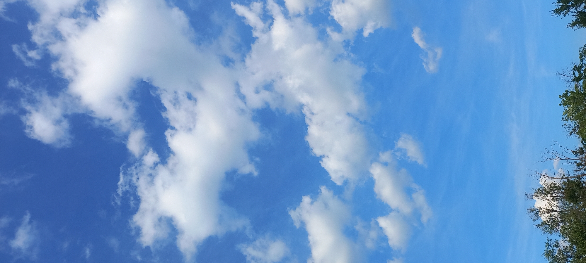 The image displays a vertical outdoor scene primarily dominated by a clear blue sky, partially obscured by scattered white clouds. The sky exhibits a vivid azure color, which gradually lightens slightly towards the bottom of the frame. Cumulus clouds of various sizes and densities are distributed across the upper and middle sections, appearing bright white, indicating illumination by direct sunlight, with some showing subtle internal shadows suggesting depth. A few wispy cloud formations are also visible, particularly in the lower sky.
The bottom approximately one-fifth of the image features the upper canopy of trees and foliage. This vegetation is predominantly dark green, with visible clusters of leaves. Notably, several bare, skeletal tree branches, devoid of leaves, are interspersed within and above the leafy canopy, particularly towards the center-right. No individuals, animals, or man-made structures are present within the scene. The depicted environment is an outdoor natural setting in the city of Kryvyi Rih, Ukraine.