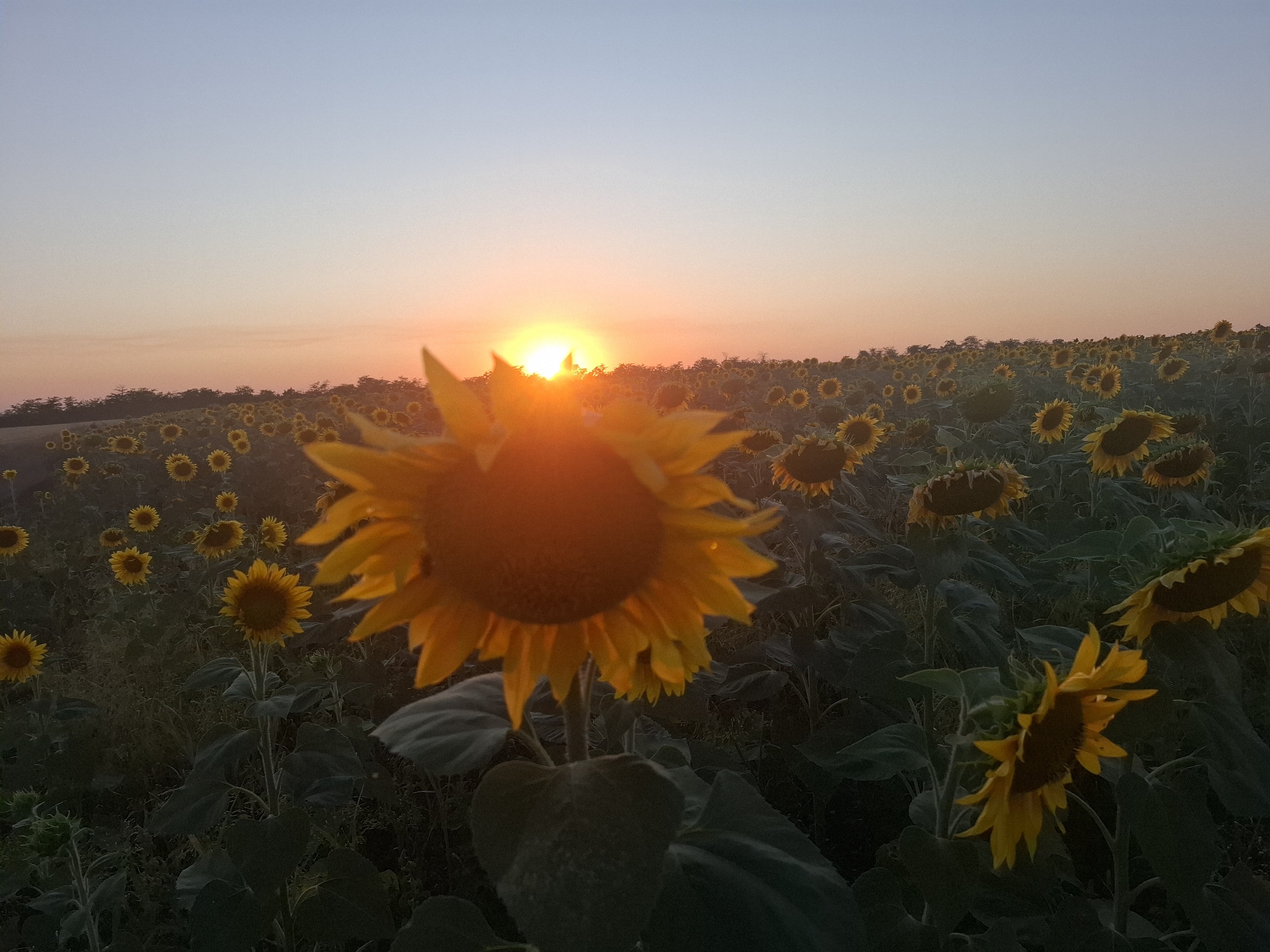 A wide shot captures a field of sunflowers at sunset. The sun, a bright orb, is low on the horizon, casting a warm glow across the sky and illuminating the field. The sunflowers, in various stages of bloom, are predominantly yellow with dark centers. Some are facing the sun, while others are turned away. The foreground features a large, blurred sunflower, its petals catching the golden light. The background shows a distant line of trees silhouetted against the gradient sky, which transitions from a soft pink to a pale blue. The overall scene evokes a sense of natural beauty and tranquility.