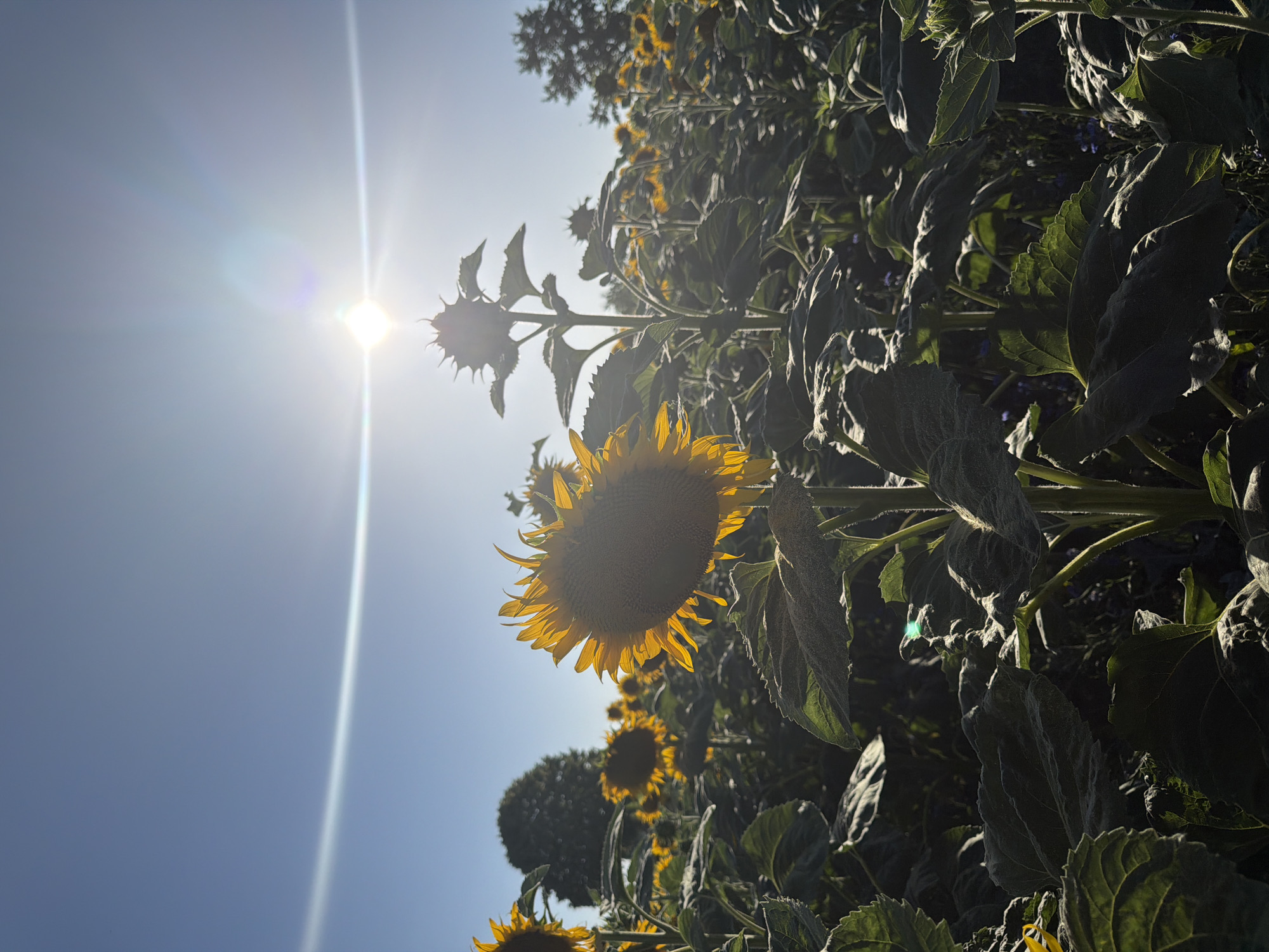 This is a photograph of a field of sunflowers under a clear blue sky. The sun is bright and high in the sky, creating a lens flare and casting shadows across the field. The sunflowers are of various sizes and stages of bloom, with some fully open and others still developing. The foreground is dominated by large, green sunflower leaves, some of which are catching the sunlight. In the background, more sunflowers stretch towards the horizon, and a few trees can be seen. The image appears to have been taken in Ufhusen, Switzerland, though no specific landmarks are visible to confirm this. There are no people or animals present in the photograph. The overall impression is one of a sunny, rural landscape.