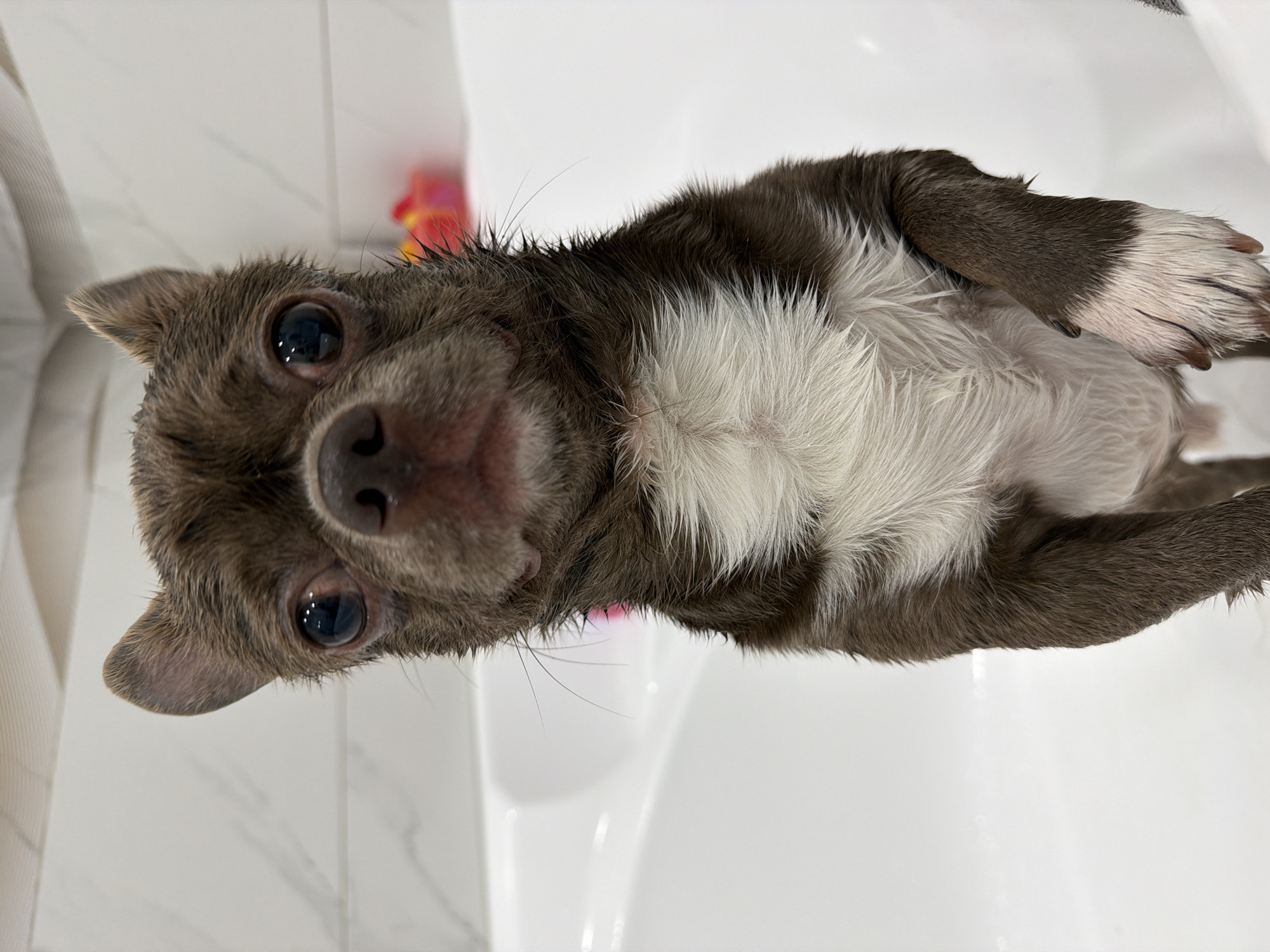 A wet, small dog, likely a Chihuahua, with dark brown fur and a white chest, looks directly upwards at the camera from inside a white bathtub or sink. Its fur is matted and spiky in areas due to being wet, particularly on its head, back, and the white patch on its chest. The dog's large, dark eyes are prominent and reflect ambient light, giving it a wide-eyed expression. Its wet nose and snout are also visible.
The scene is set indoors, presumably in a bathroom, indicated by the white tiled walls and the white ceramic fixture containing the dog. A blurred, colorful object, appearing red, pink, and orange, is faintly visible in the background. The image is taken from a high-angle perspective, looking down at the dog. The activity appears to be the dog either during or immediately after a bath. No text is visible in the image. The location context is Votkinsk, Russia.