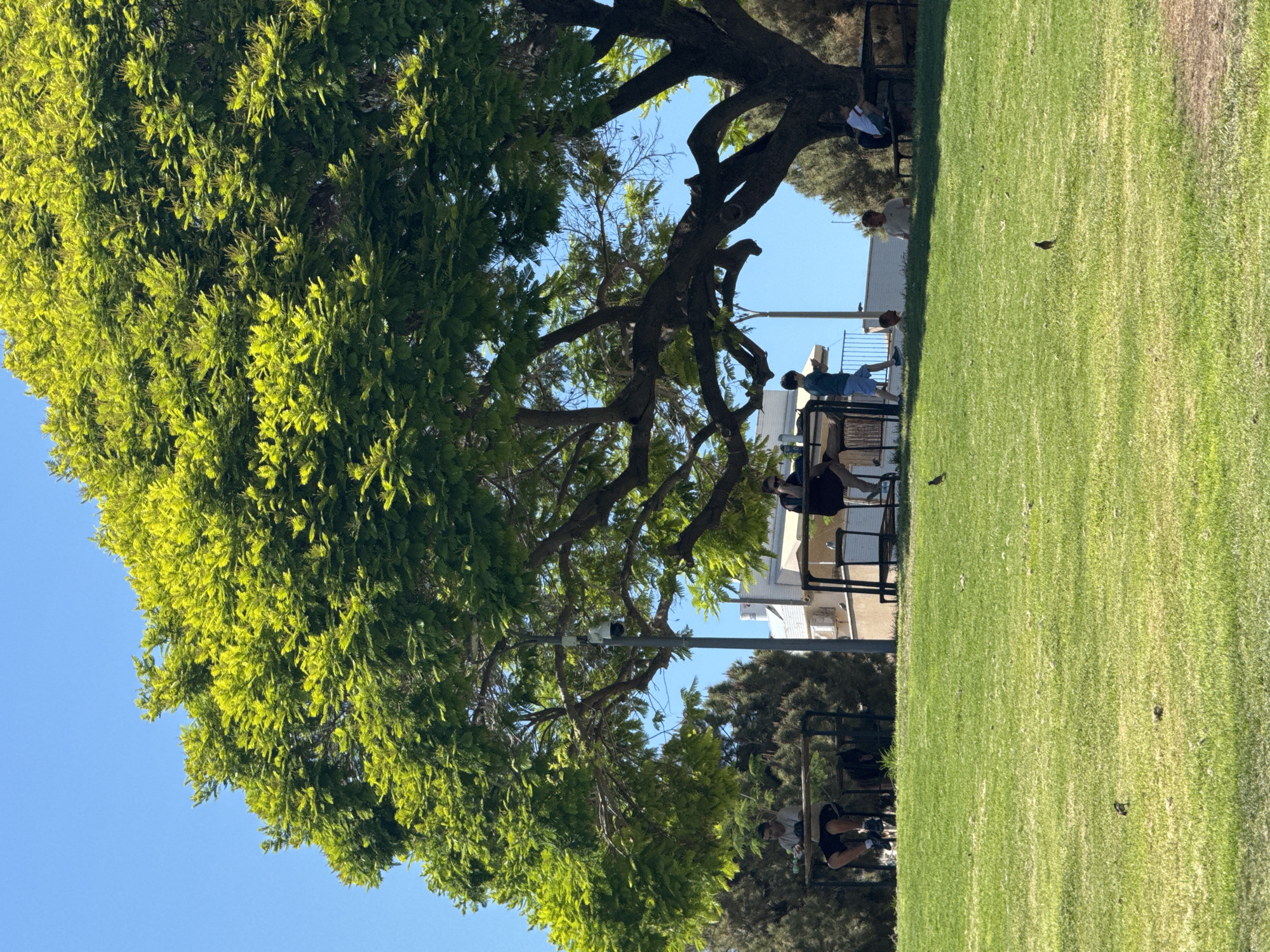 An eye-level, medium outdoor shot captures a park scene on a clear, sunny day. A large, lush green tree dominates the upper portion of the frame, its branches extending outwards. Beneath the tree, a light-colored building with windows is visible, along with a streetlamp that has a security camera attached to it. A group of people are seated at picnic tables under the tree, some engaged in conversation and others appearing to be eating or drinking. A child walks across the grass in the middle ground. The foreground is a vibrant green lawn with several small birds scattered across it. The overall impression is one of a peaceful, communal outdoor gathering.