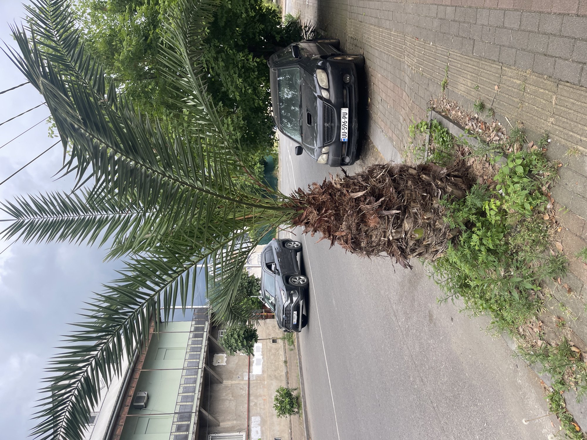 The image depicts a street scene in Batumi, Georgia, with a prominent palm tree in the foreground. A dark-colored SUV, possibly a Toyota RAV4, is driving on the left side of the road. On the right side of the street, a black SUV is parked on a paved sidewalk next to the palm tree. The sidewalk has tactile paving for visually impaired pedestrians. In the background, a multi-story building with light green siding and a weathered facade is visible. The sky is overcast. The vegetation appears lush, with trees and green plants along the street and sidewalk. The overall impression is a typical urban environment in Batumi, characterized by its subtropical climate and Mediterranean architectural influences.