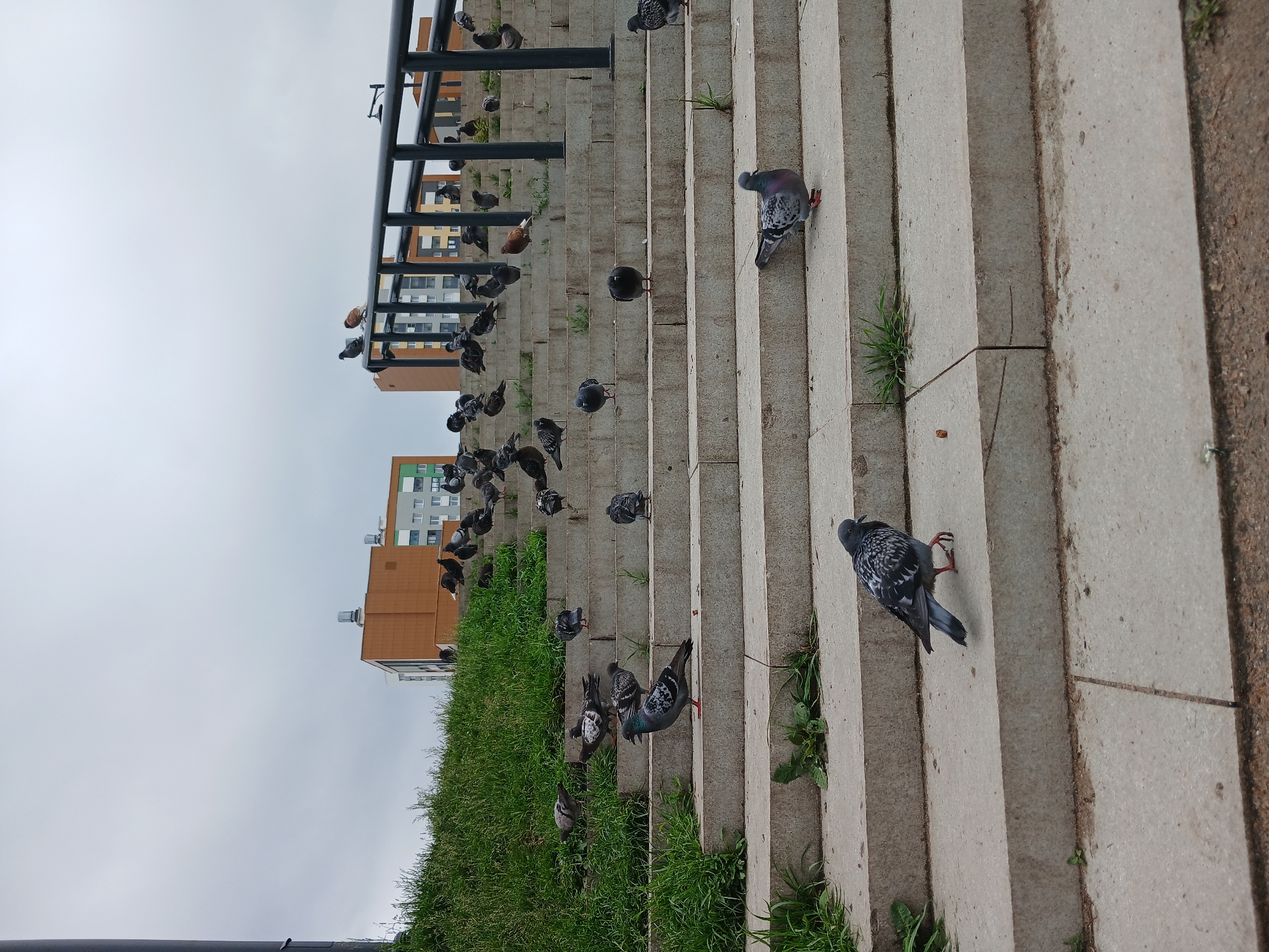 The image depicts a flock of pigeons gathered on a wide, concrete staircase in Yekaterinburg, Russia. The staircase is lined with grass on the left and a metal railing on the right. In the background, several multi-story buildings with beige and green facades are visible against a cloudy sky. Several pigeons are perched on the steps, some are walking, and one is in mid-flight on the middle right of the staircase. The scene appears to be an outdoor public space.