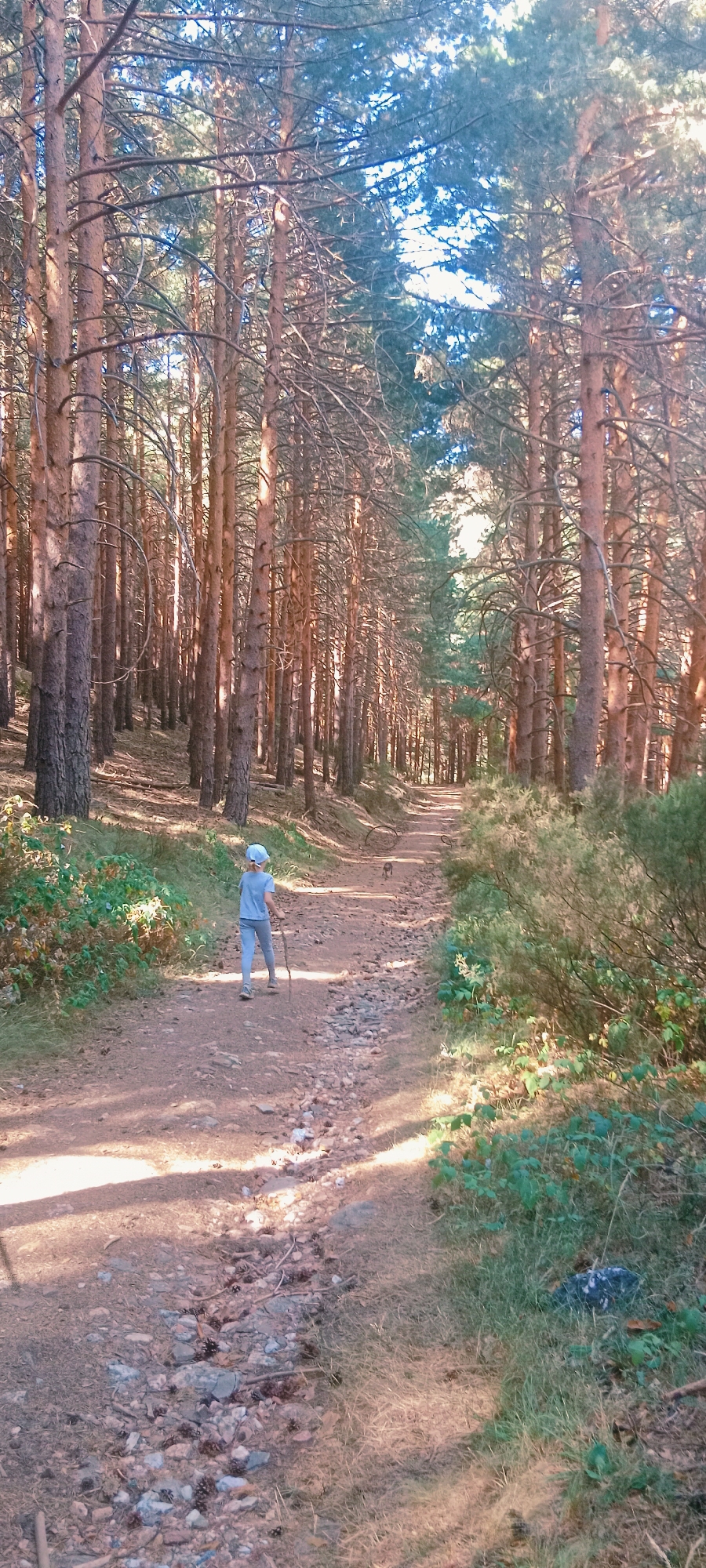 The image depicts a dirt path winding through a pine forest. A young person wearing a blue t-shirt, blue pants, and a light-colored hat is walking away from the camera on the path, holding a stick. The path is covered with dirt and small stones, with fallen pinecones scattered about. Sunlight filters through the tall pine trees, casting shadows on the ground. The forest floor is covered with dry pine needles and patches of green grass and low-lying shrubs. In the background, the path continues to curve and ascend into the forest. The scene appears to be an outdoor recreational area, possibly a hiking trail, located in the vicinity of the city of La Pinilla, Spain.