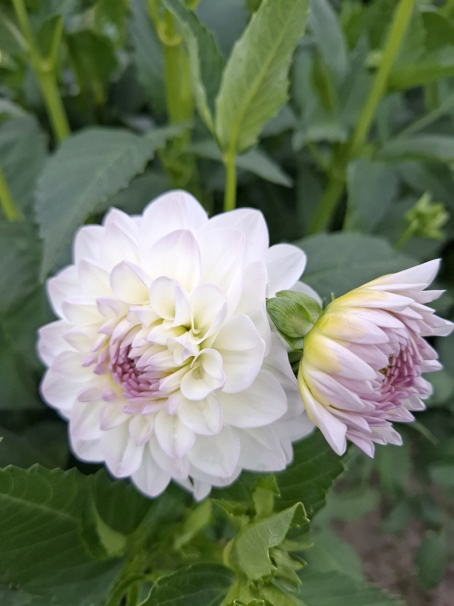 The image shows two dahlias in bloom amidst green foliage. The larger dahlia, on the left, is fully open and predominantly white with soft pink tips on its petals. Its center is a vibrant pink. To its right, a smaller, partially open dahlia is visible, with pale pink petals tinged with yellow at their base, and a darker pink center. The background consists of blurred green leaves and stems, suggesting an outdoor garden setting. There are no people or specific landmarks visible that would indicate a location within the city of Romantik, Russia. The scene is a close-up, focused on the flowers and their immediate surroundings.