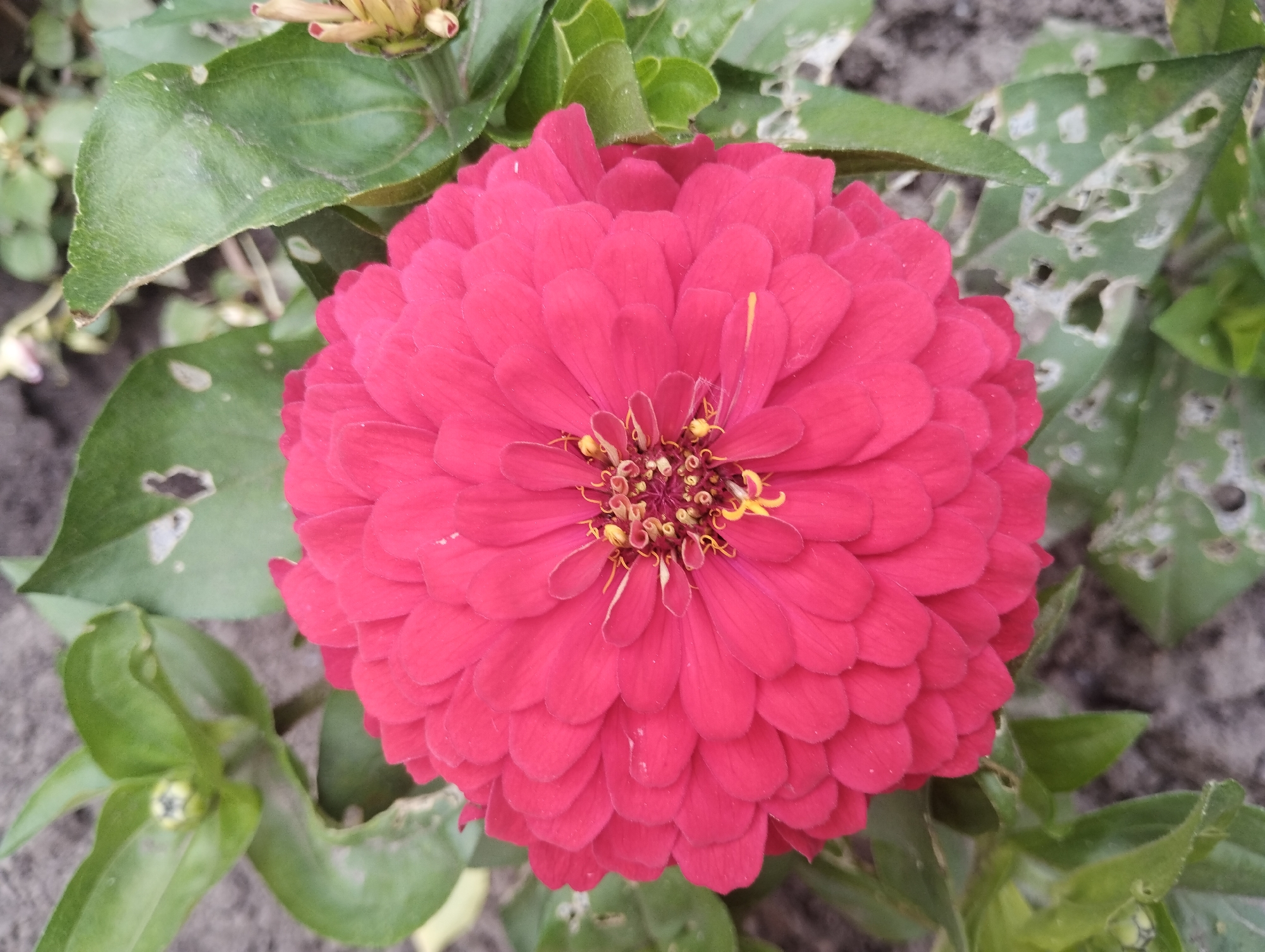 A close-up, overhead shot features a bright pink zinnia flower in full bloom, dominating the center of the frame. The flower has numerous tightly packed petals, creating a dense, layered effect. In the center of the bloom, yellow stamens are visible. Surrounding the flower are green leaves, some of which show signs of damage, such as holes and discoloration. A small, unopened bud is also visible on the left side of the frame. The background consists of a gray, textured surface, likely soil or a similar natural ground cover. The lighting appears to be natural daylight, casting soft shadows. The image was taken outdoors, likely in a garden or park setting. The location of this image is the city of Sumy, Ukraine.