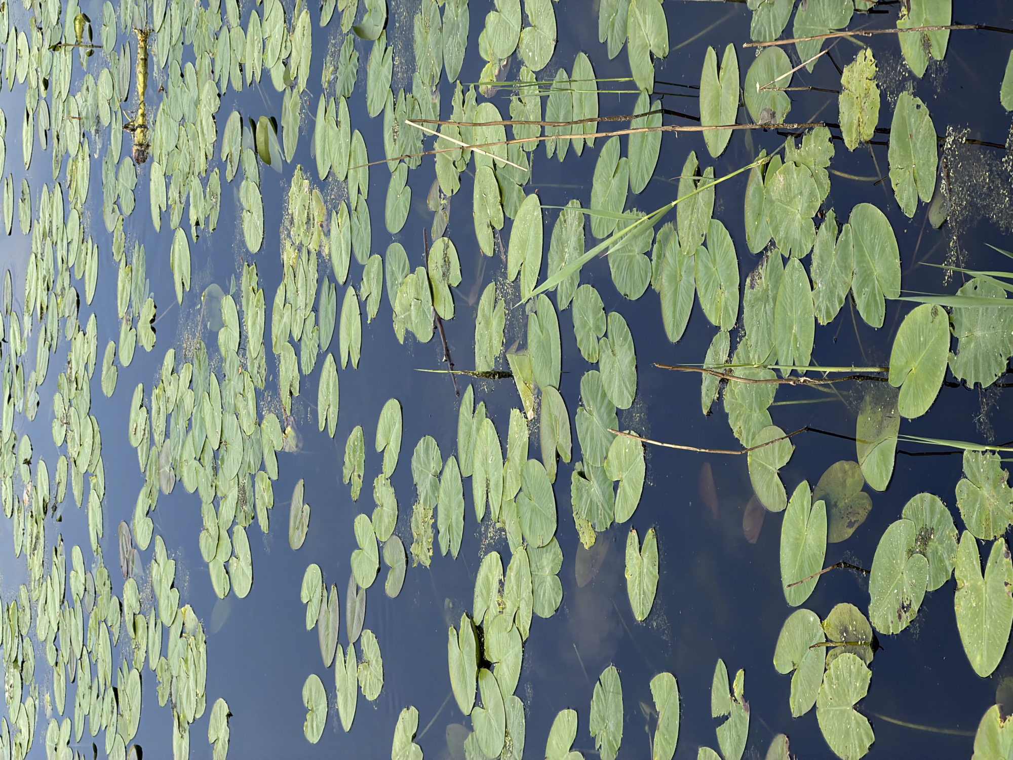 The image shows a body of water covered in lily pads. The pads are green and various sizes, floating on the dark water. Some grass and reeds are visible among the pads, and a section of plant stem can be seen in the top left. The location is the city of Unknown, Unknown.