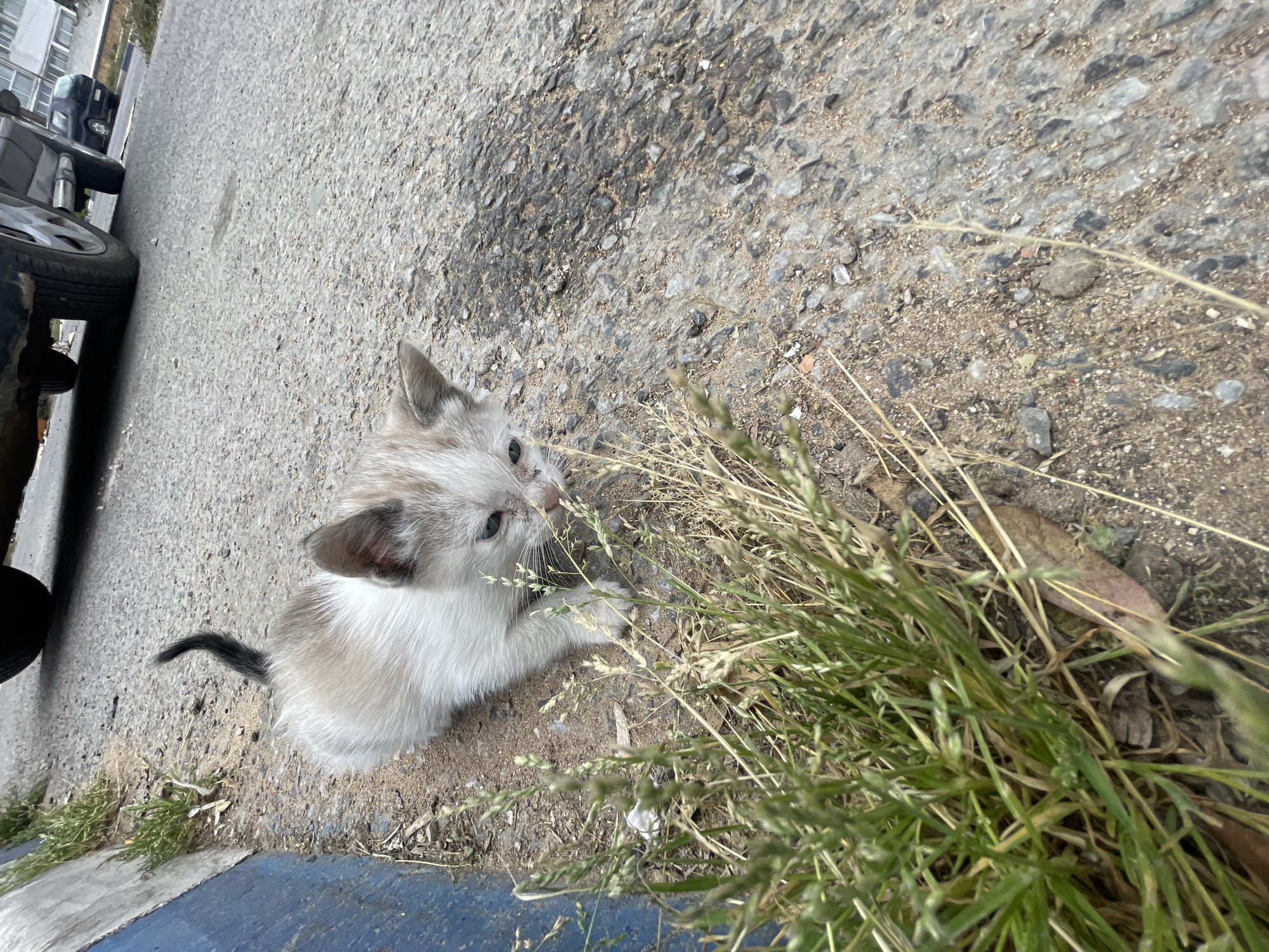 A kitten with white fur and brown markings is sitting on the edge of a road, next to some green grass. The road is asphalt and has some patches of dirt and gravel. A car is parked on the side of the road. The location is Loualidia, Morocco.