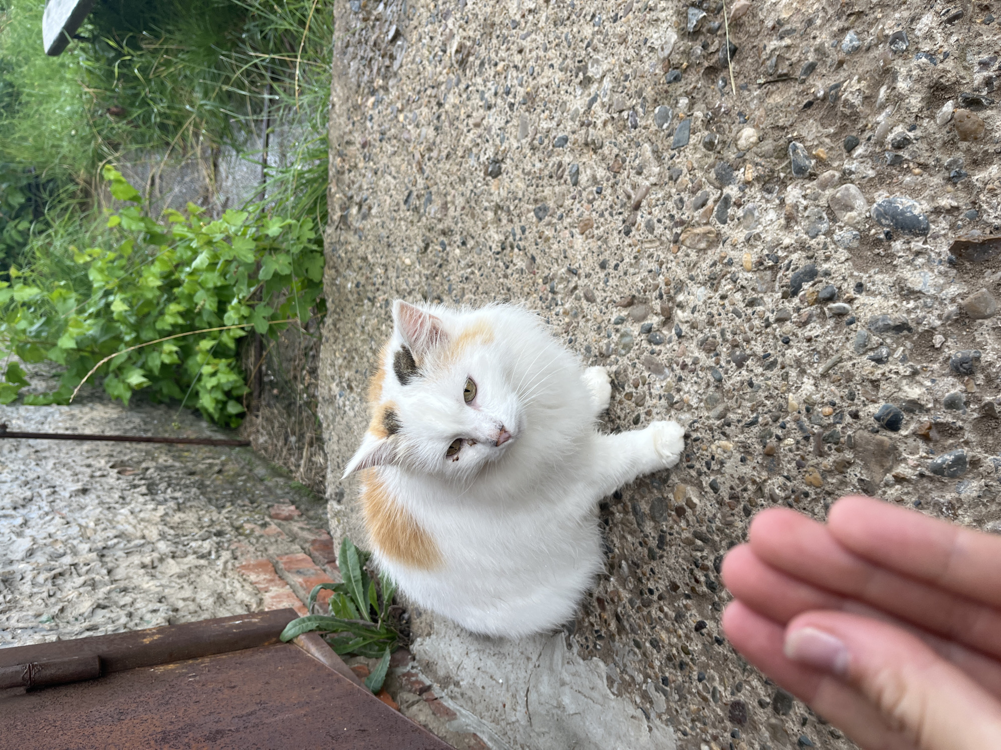A calico cat sits on a concrete step in front of a weathered building in Kemul, Russia. The cat is mostly white with patches of orange and black fur, and its left eye appears to have some irritation. A human hand is visible in the foreground, extended towards the cat. Behind the cat, lush green vegetation grows along a narrow, muddy path. The building's wall is rough and textured, with visible brickwork. A rusty metal structure is on the left side of the frame.