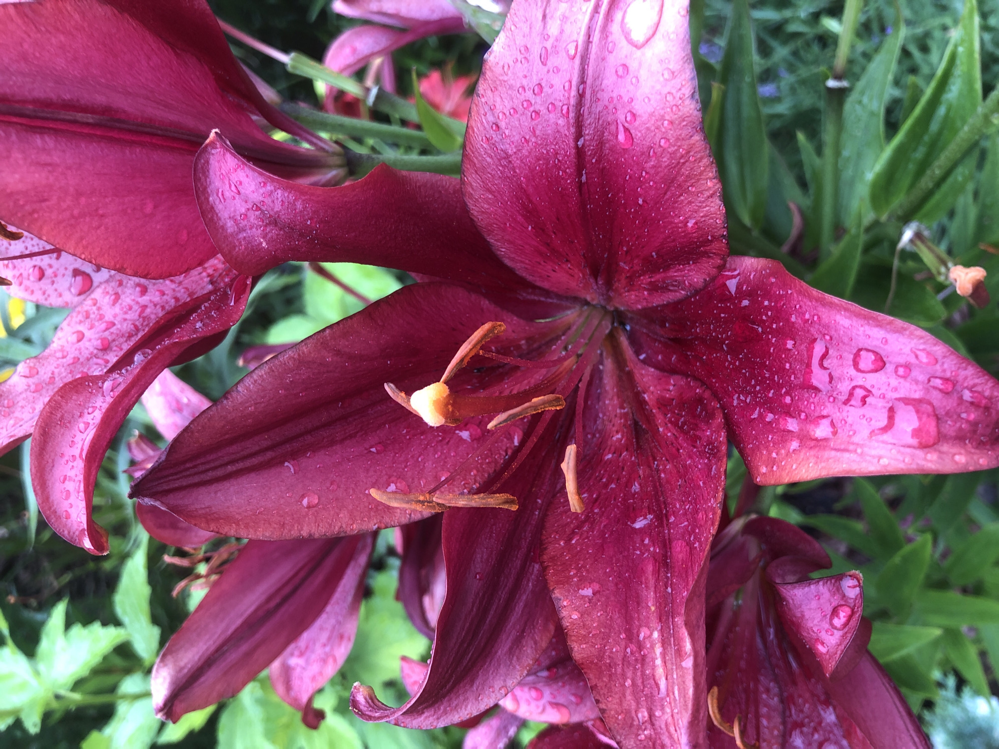 The image displays a close-up view of a cluster of deep pink lilies, their petals glistening with numerous water droplets. The lilies are in various stages of bloom, with some fully open and others still unfurling. The stamens of the lilies are a prominent orange-yellow color. The background consists of lush green foliage and hints of other plants, suggesting an outdoor garden setting. There are no people or animals visible in the image. The scene is focused entirely on the intricate details of the flowers.