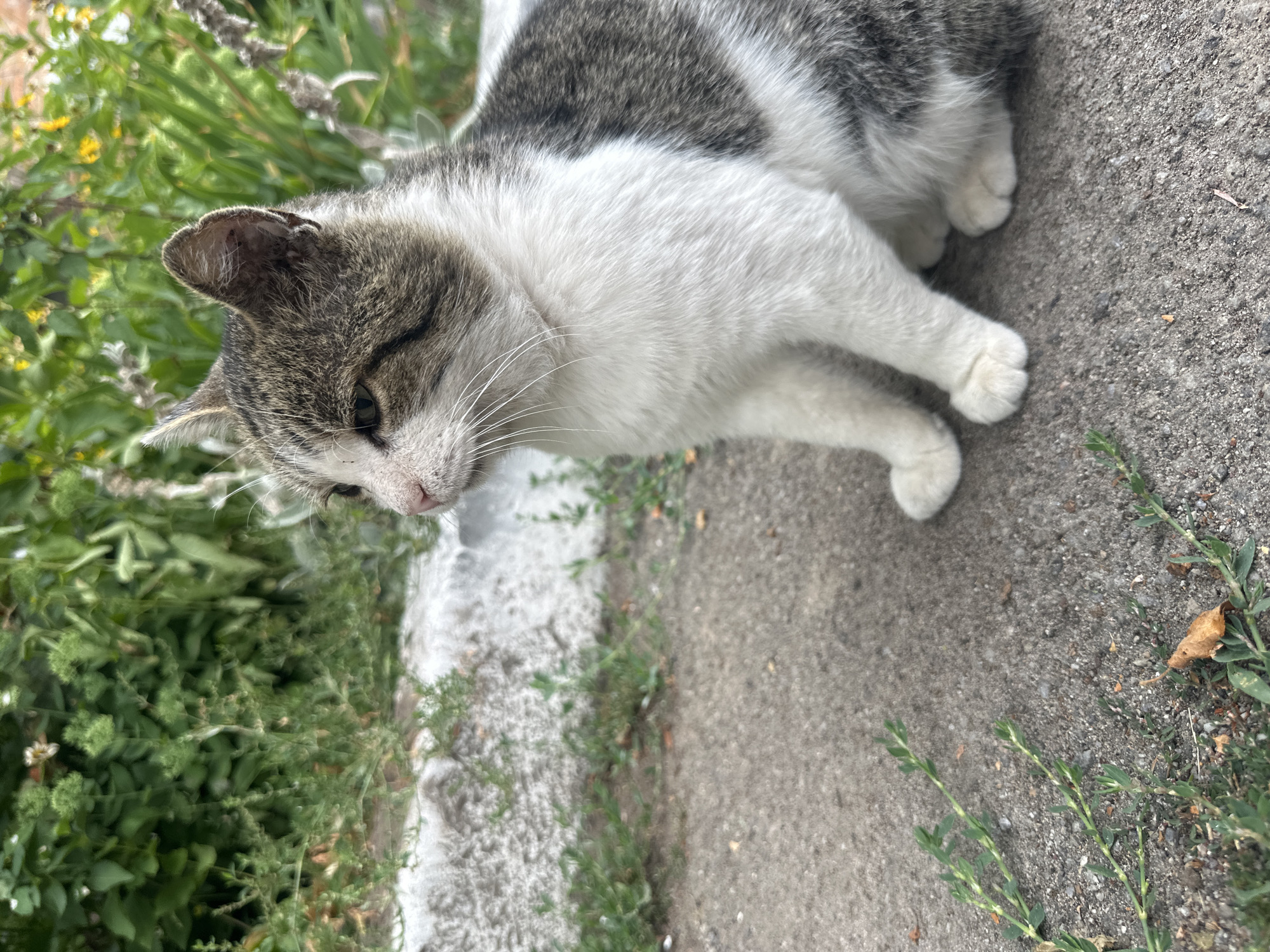 A grey and white cat lies on a grey, gritty surface, possibly a sidewalk or path, next to lush green vegetation. The cat is mostly lying down, with its head turned to the left, showing its face in profile. Its eyes are green, and its whiskers are prominent. The cat's fur is striped with grey and white patches. Its paws are tucked in, and its tail is not visible.
The vegetation to the left of the cat is dense with various green leaves and some small yellow flowers, suggesting an outdoor setting with plant life. A lighter-colored, rough surface, possibly a curb or a wall, separates the vegetation from the path the cat is lying on.
The image is taken from a high angle, looking down at the cat. The lighting suggests it is daytime, with natural light illuminating the scene. The overall mood is calm and relaxed, with the cat appearing to be resting or observing its surroundings. There is no visible text in the image. The location context is Khmilnyk, Ukraine.