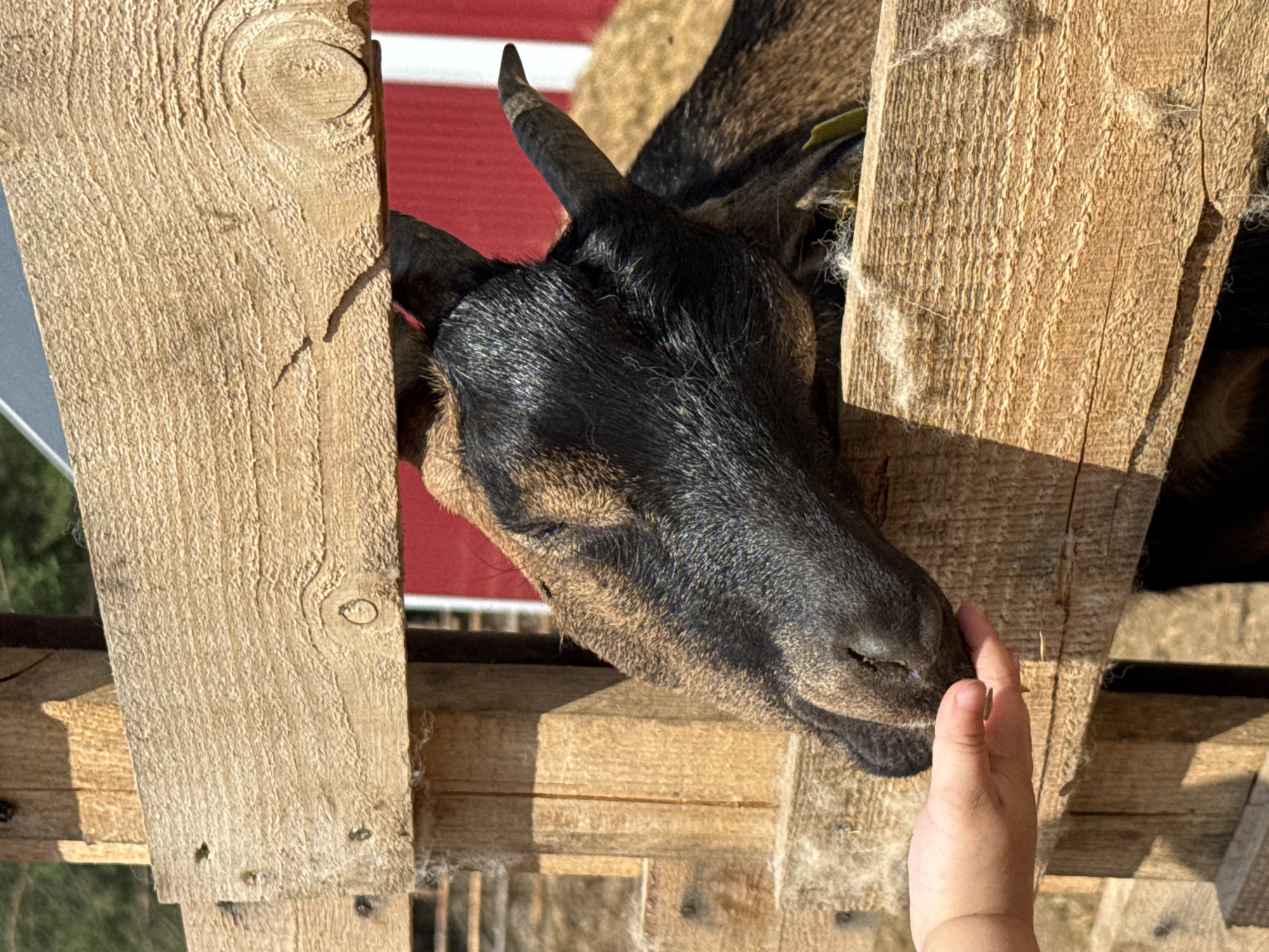 In an outdoor agricultural setting, a goat with black and brown fur is being hand-fed by a child. The goat is leaning through a wooden fence, with its head and neck visible. The child's hand is extended, offering food to the goat. The background includes a red barn and hay. The image does not provide any information about the location in the city of Гольяны, Russia.