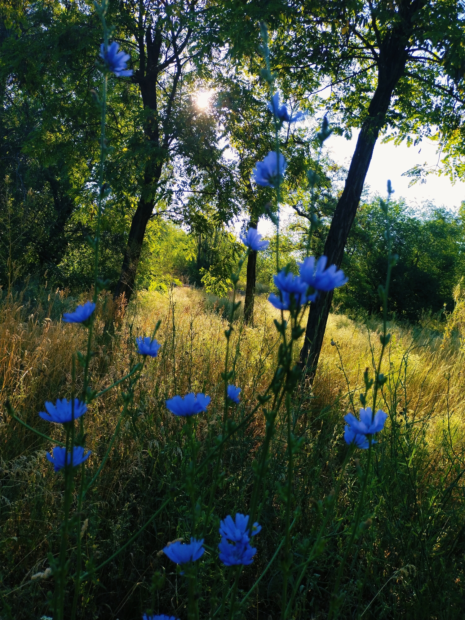 In a meadow, blue wildflowers bloom in the foreground against a backdrop of tall, dry grasses. Sunlight filters through the lush green leaves of trees, casting a warm glow on the scene. The sun's rays create a bright halo effect as they pierce the foliage, suggesting it is either early morning or late afternoon. In the background, a path winds through the meadow, bordered by more trees and dense greenery, hinting at a natural, possibly rural, setting within or on the outskirts of Horishni Plavni, Ukraine.