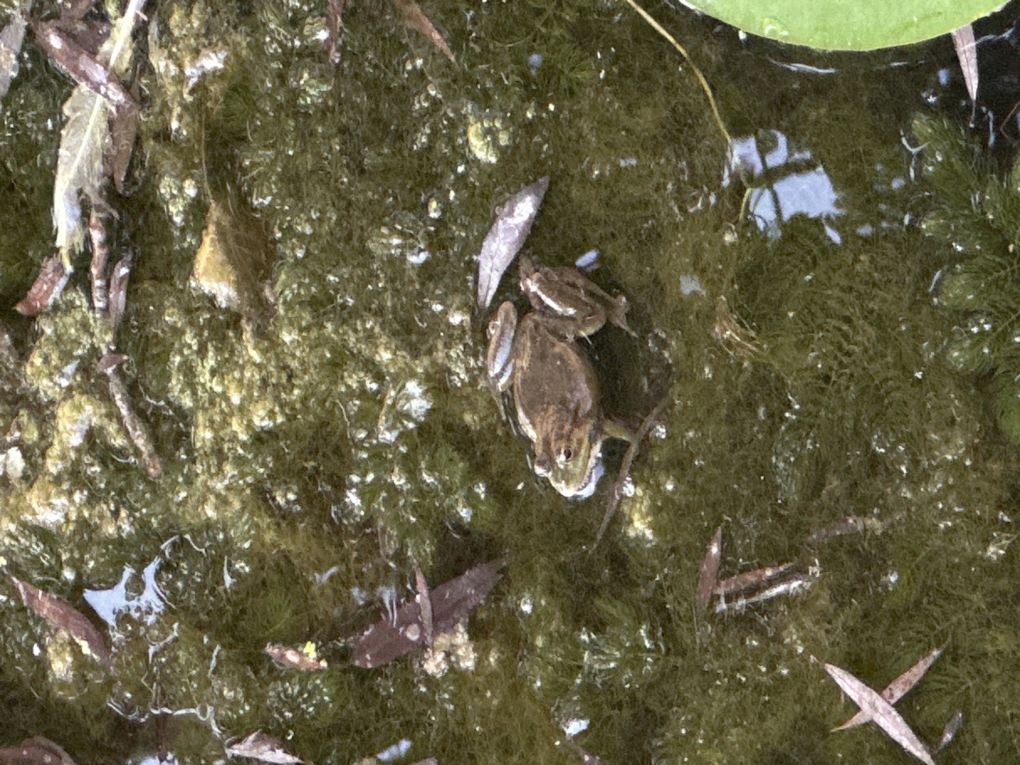 A close-up, high-angle shot shows a small, brown frog partially submerged in shallow, murky water. The frog is positioned in the center-right of the frame, with its back and hind legs visible above the water's surface. It is surrounded by dark green aquatic vegetation and some fallen leaves, which are also visible floating on the water. The water is somewhat reflective, showing patches of blue sky. The scene appears to be a natural pond or a water feature, possibly in an outdoor setting. There is no information in the image to suggest a specific location in the city of Ternopil, Ukraine.