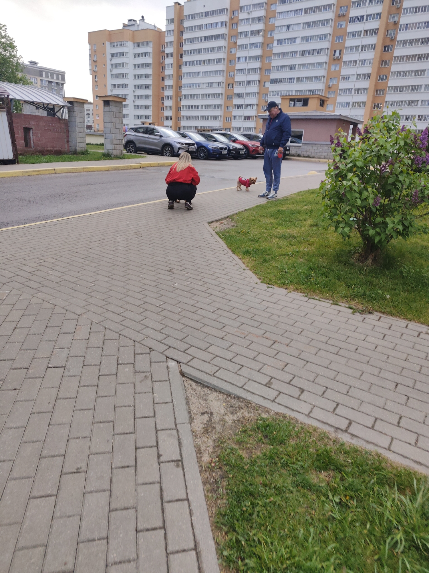 Scene: Urban residential area in Minsk, Belarus.
People: A woman in a red jacket is crouching. A man in a blue jacket and cap is standing.
Subjects: A small dog wearing a red coat is present.
Objects: Cars parked along the street, including silver and red models. A brick building is in the background. A bush with purple flowers is nearby. Sidewalk made of grey bricks is prominent.
Actions: The woman is crouching, possibly interacting with the dog. The man is standing and appears to be holding a leash.
Interactions: The man and dog are together. The woman is looking at the dog.
Environment: The scene is in front of an apartment building with many windows. The weather appears overcast. There is grass near the sidewalk.