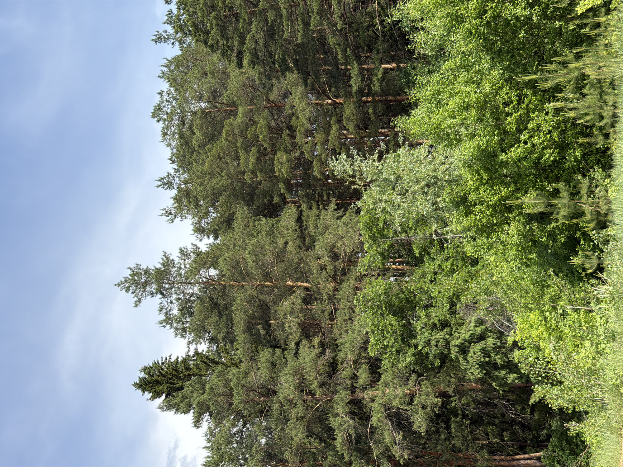 The image presents a view of a dense forest in Прикамский, Russia, dominated by tall pine trees and interspersed with deciduous trees and vegetation. The sky is visible in the upper left, showing a light blue color with slight cloudiness. The trees appear to be quite mature, with thick trunks and dense foliage. The variety of green shades suggests a mix of tree species. The overall impression is that of a lush, natural environment.