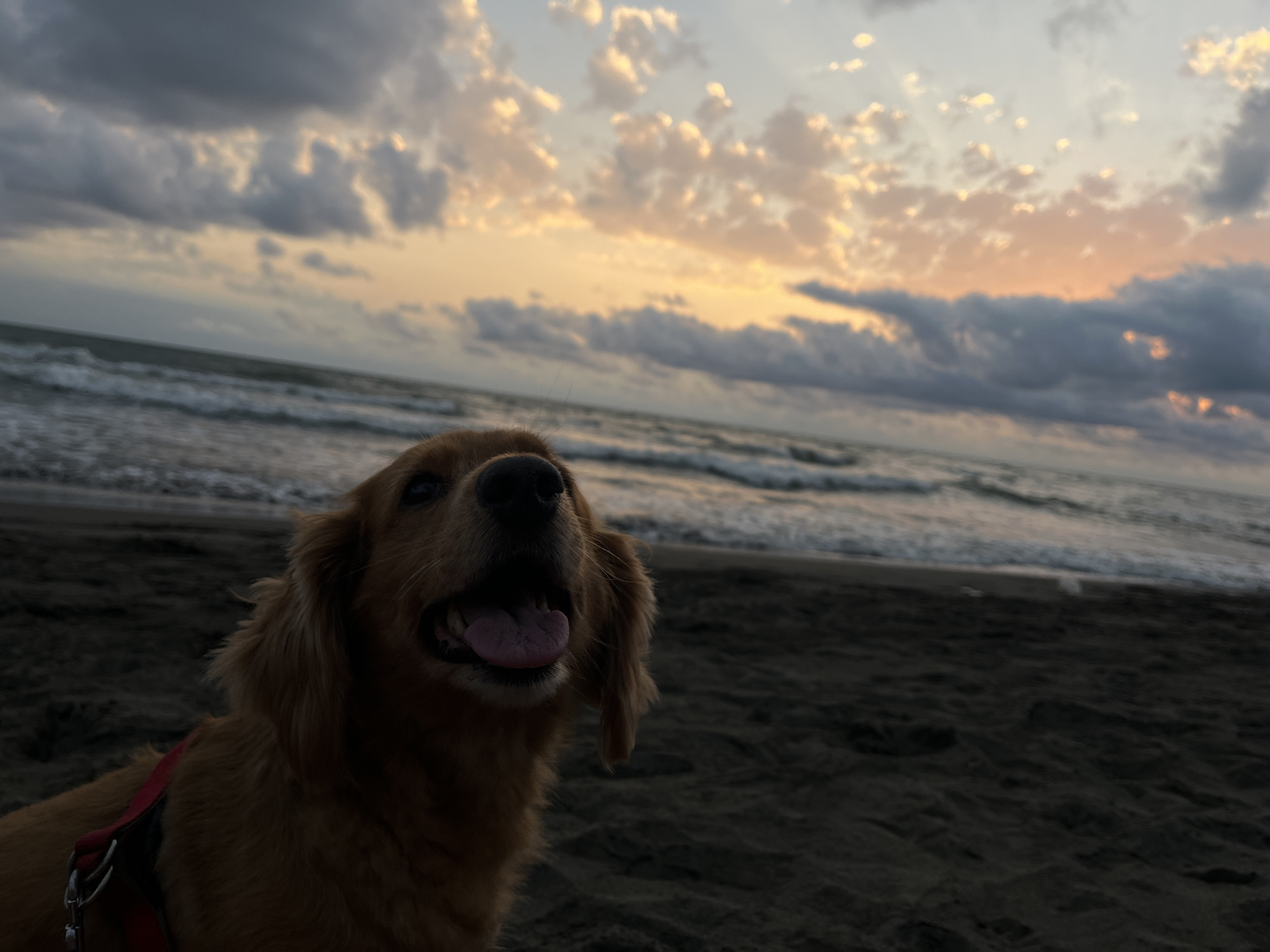 An outdoor, low-angle, medium shot captures a golden retriever dog sitting on a dark sandy beach with the ocean in the background. The dog is facing upwards and to the left, with its mouth open and tongue visible, appearing to be panting. The dog is wearing a red harness. The ocean waves are breaking on the shore under a cloudy sky with hints of orange and yellow from a sunset. The scene is dimly lit, suggesting it is twilight. The location is identified as Sapsis Temi, Georgia.