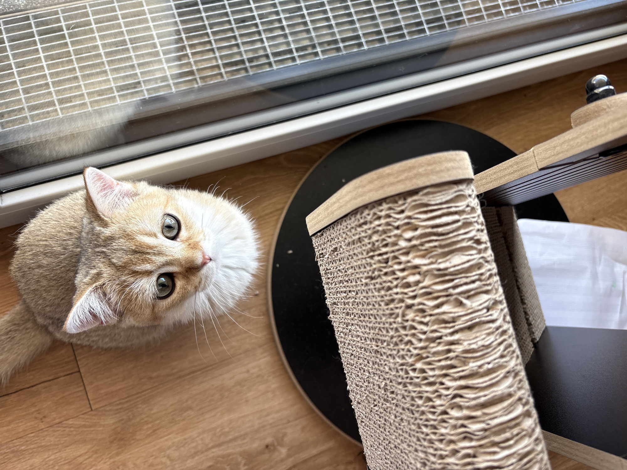 A close-up, high-angle shot shows a golden-colored kitten with green eyes looking upwards on a wooden floor. To the right of the kitten is a sliding glass door with a white grid pattern on the exterior. In the foreground, a textured cardboard scratching post is visible, along with a black circular base beneath it. The kitten appears to be indoors.