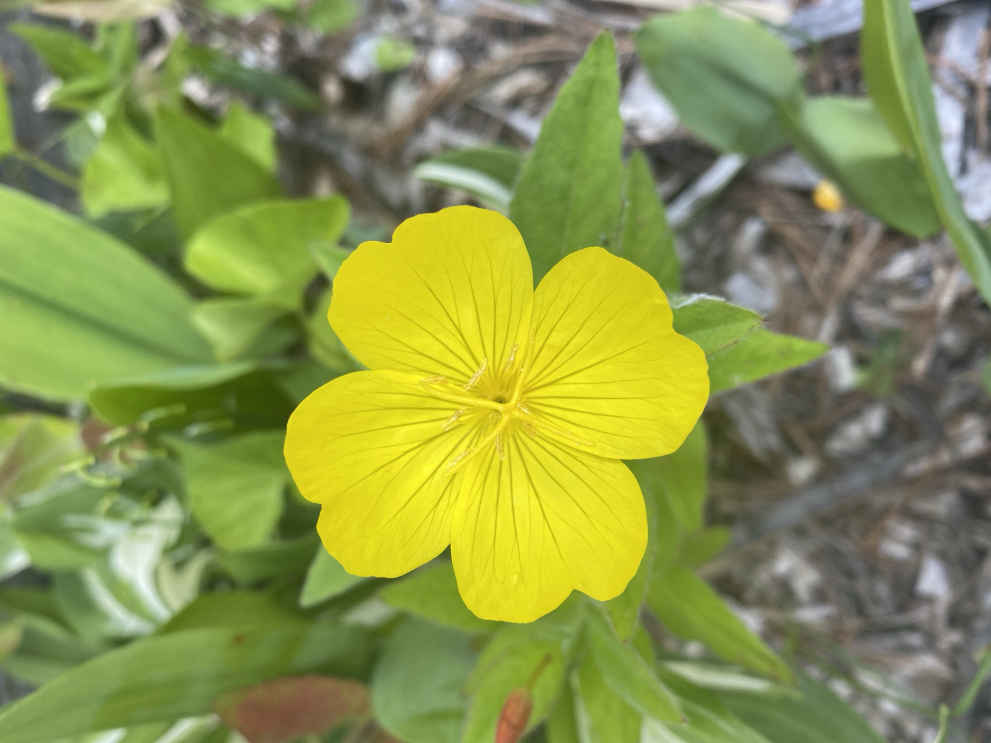 This close-up media file features a vibrant yellow flower in full bloom, positioned centrally in the frame. The flower has five petals, each with delicate veins radiating outwards. The stamen and pistil are visible in the center of the bloom. The flower is surrounded by lush green foliage, with some leaves showing a variegated pattern of white. In the background, the ground is covered with dry leaves and twigs, suggesting an outdoor, natural setting. The lighting appears to be natural daylight, and the shallow depth of field blurs the background, emphasizing the flower as the primary subject. There are no people visible in the image. The overall mood is peaceful and serene, highlighting the beauty of nature. The location context provided is the Town of Peru, United States of America, which gives a general geographical setting. There is no visible text in the media file.