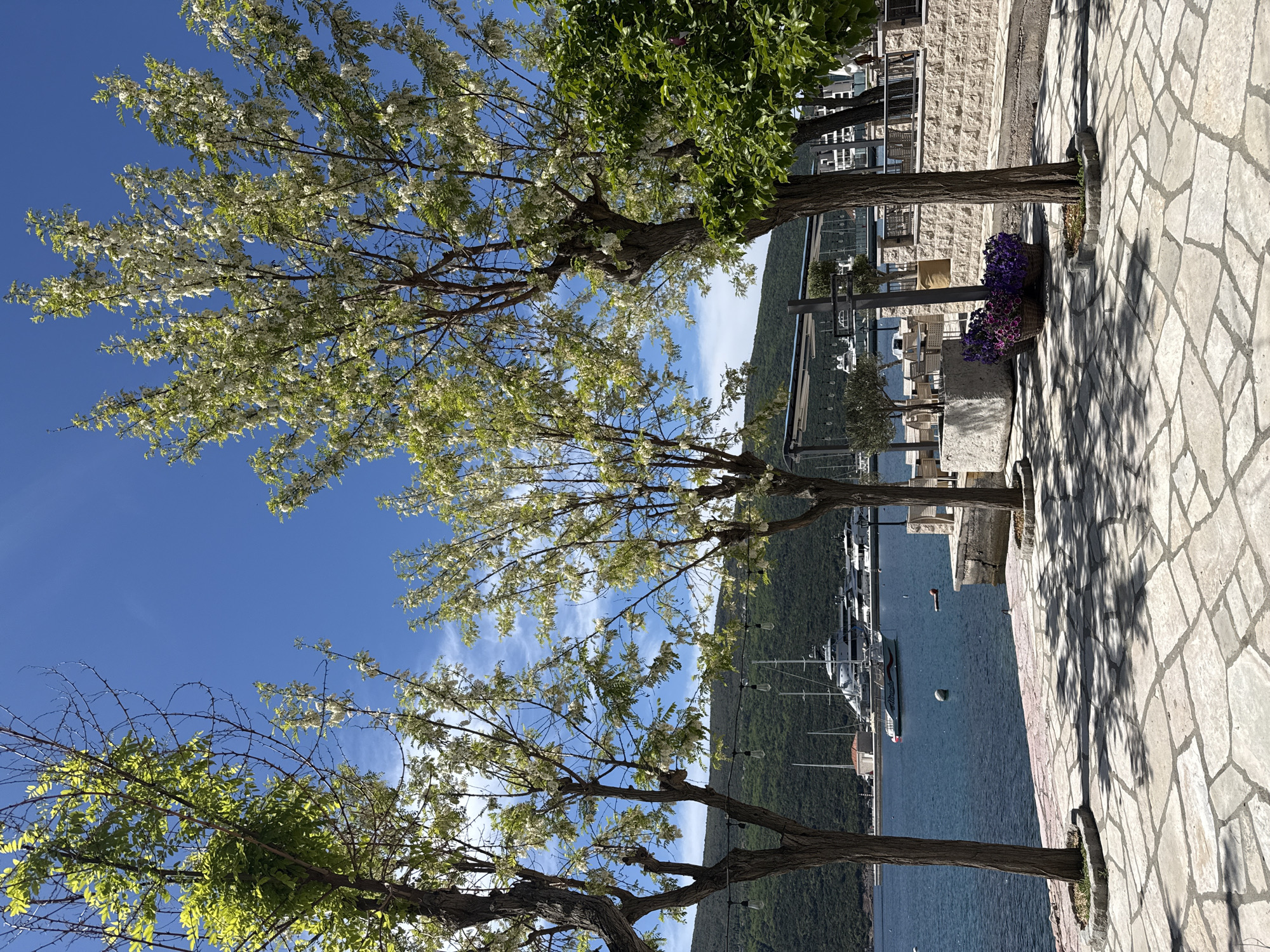 The image captures a picturesque waterfront promenade in Đenovići, Montenegro, under a clear blue sky. In the foreground, a stone-paved walkway, composed of irregular flagstones, is visible, marked by distinct shadows suggesting bright sunlight. Several trees line this path; most display abundant white blossoms and fresh light green leaves, indicating spring or early summer. One tree on the left features a mix of new foliage and striking, thorny bare branches. A wicker basket filled with vibrant purple flowers sits beside one of the tree trunks on the pavement.
Beyond the promenade, a calm, turquoise body of water, likely a bay, stretches into the distance. Numerous white yachts and boats are moored or docked in the water; the word "PRINCESS" is faintly discernible on the side of one vessel. In the background, lush green, tree-covered hills or mountains rise against the horizon. Parts of light-colored stone buildings with outdoor seating areas, featuring tables and chairs, are visible between the trees, suggesting waterfront cafes or restaurants. A string of decorative outdoor light bulbs is strung across the scene.
The scene conveys a tranquil, sunny atmosphere, typical of a Mediterranean coastal resort. The bright light and sharp shadows suggest it is late morning or early afternoon.