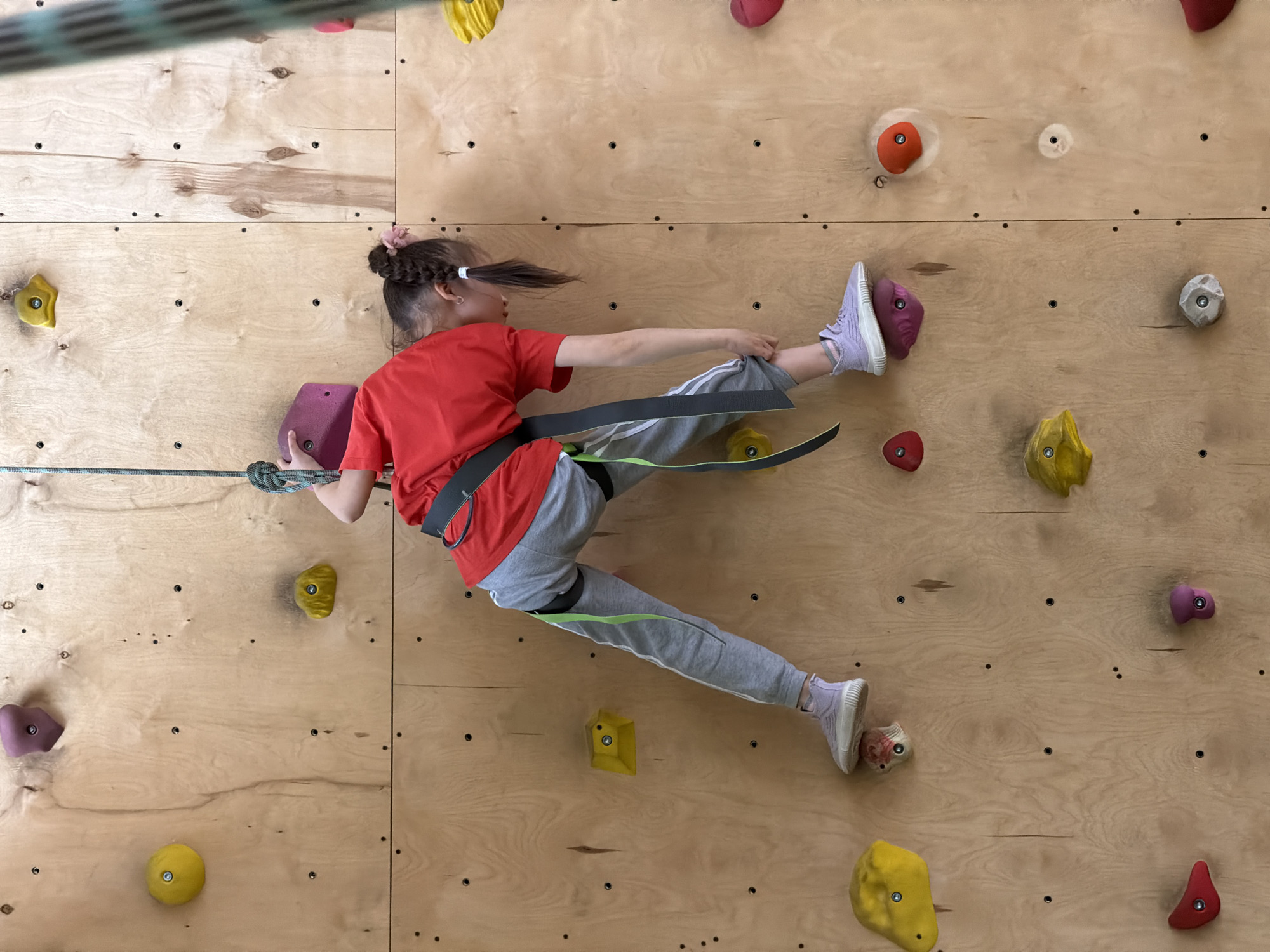 An eye-level, full-shot photograph captures a young person actively engaged in climbing an indoor rock wall in Izhevsk, Russia. The wall, constructed from multiple light-colored plywood panels with visible wood grain, is adorned with a variety of colorful climbing holds in shades of yellow, red, purple, orange, and gray. Small black screws are visible, securing the panels and holds to the structure.
The main subject is a child, viewed from the side and slightly from above, suspended against the climbing wall. They are dressed in a bright red short-sleeved t-shirt, gray sweatpants with a white stripe along the outer seam, and light purple athletic shoes with white soles. A black and neon green climbing harness is worn around their waist and upper thighs, with a green and black climbing rope attached to the front of the harness.
The child is caught in a dynamic pose, stretching horizontally across the wall. Their left hand grips a purple hold, while their left foot is placed firmly on a magenta-colored hold. Their right leg is extended upwards and to the right, with the right foot perched on a small, pale hold. The right arm is also extended, suggesting movement towards the next hold. The activity appears to be recreational rock climbing or bouldering within an indoor facility. The lighting is even, typical of an indoor setting. No text is visible in the image.