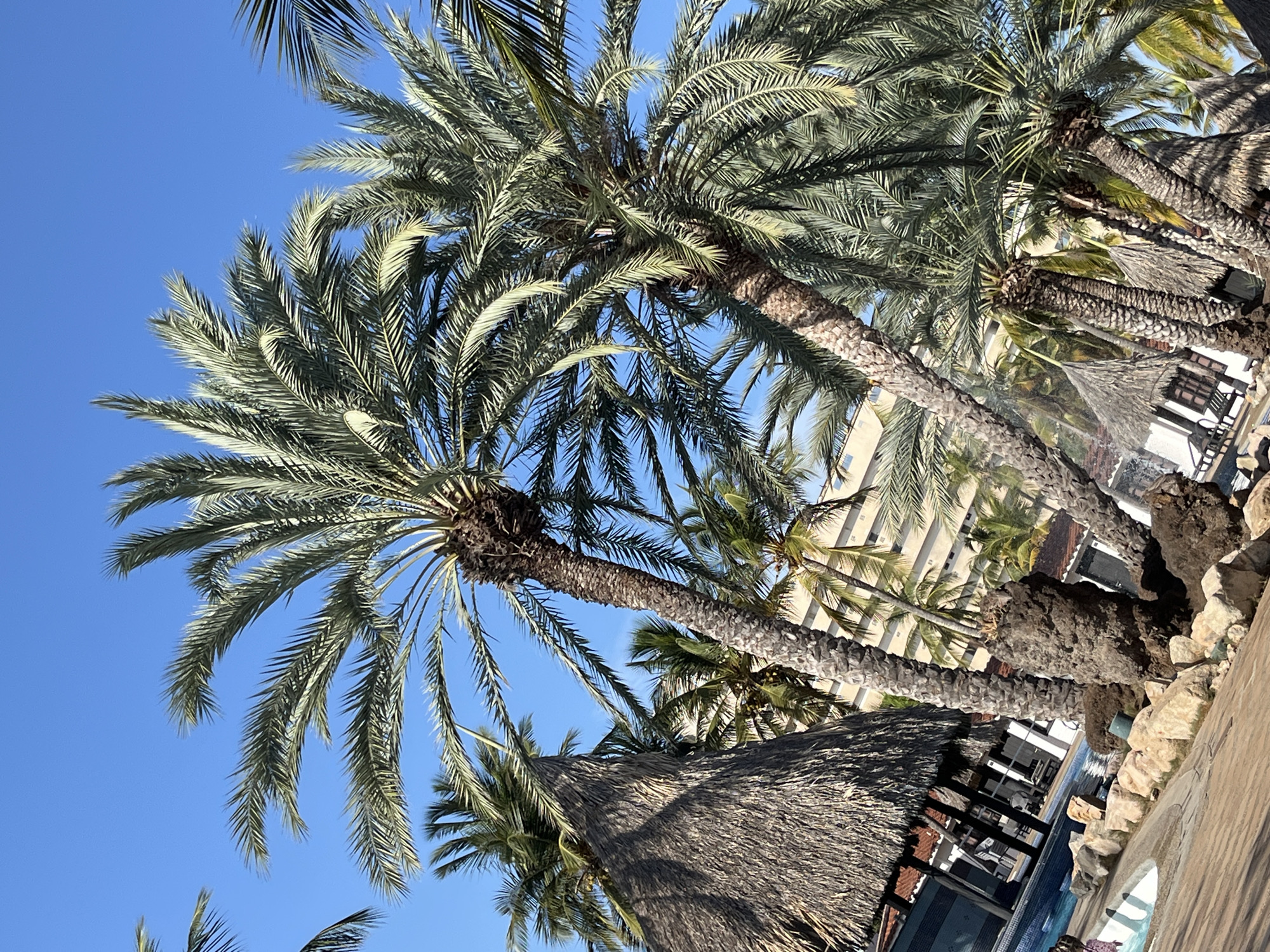 The image depicts a scene in Porlamar, Venezuela, featuring palm trees against a clear blue sky. In the foreground, there is a tiki hut-style structure with a thatched roof. Behind it lies a swimming pool area. The surrounding landscape includes rocks and palm trees. Tall, multi-story buildings are in the background.