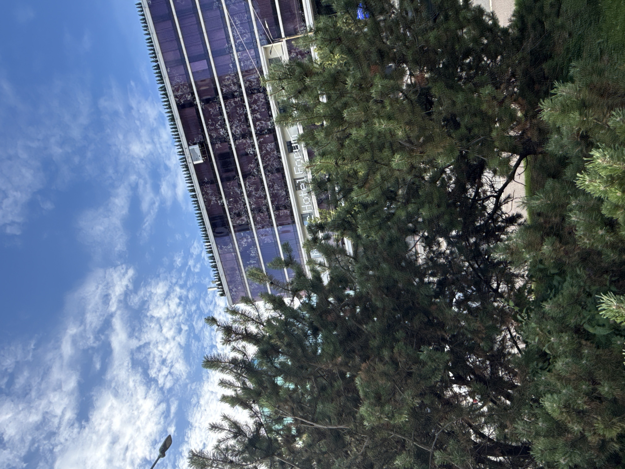 A low-angle, eye-level medium shot captures a building identified as "Hotel Forum" partially obscured by the branches and needles of several evergreen trees. The building's facade is primarily composed of purple glass with horizontal white lines and a decorative floral pattern. Above the windows, a line of small, dark green conical trees lines the rooftop. A street lamp is visible in the upper left corner, and a light fixture is mounted on the building's facade. The sky above is a vibrant blue with scattered white clouds. The lower portion of the image is dominated by the dense foliage of the trees, with their branches and needles creating a natural foreground. The ground beneath the trees is mostly obscured, but a patch of green grass is visible.