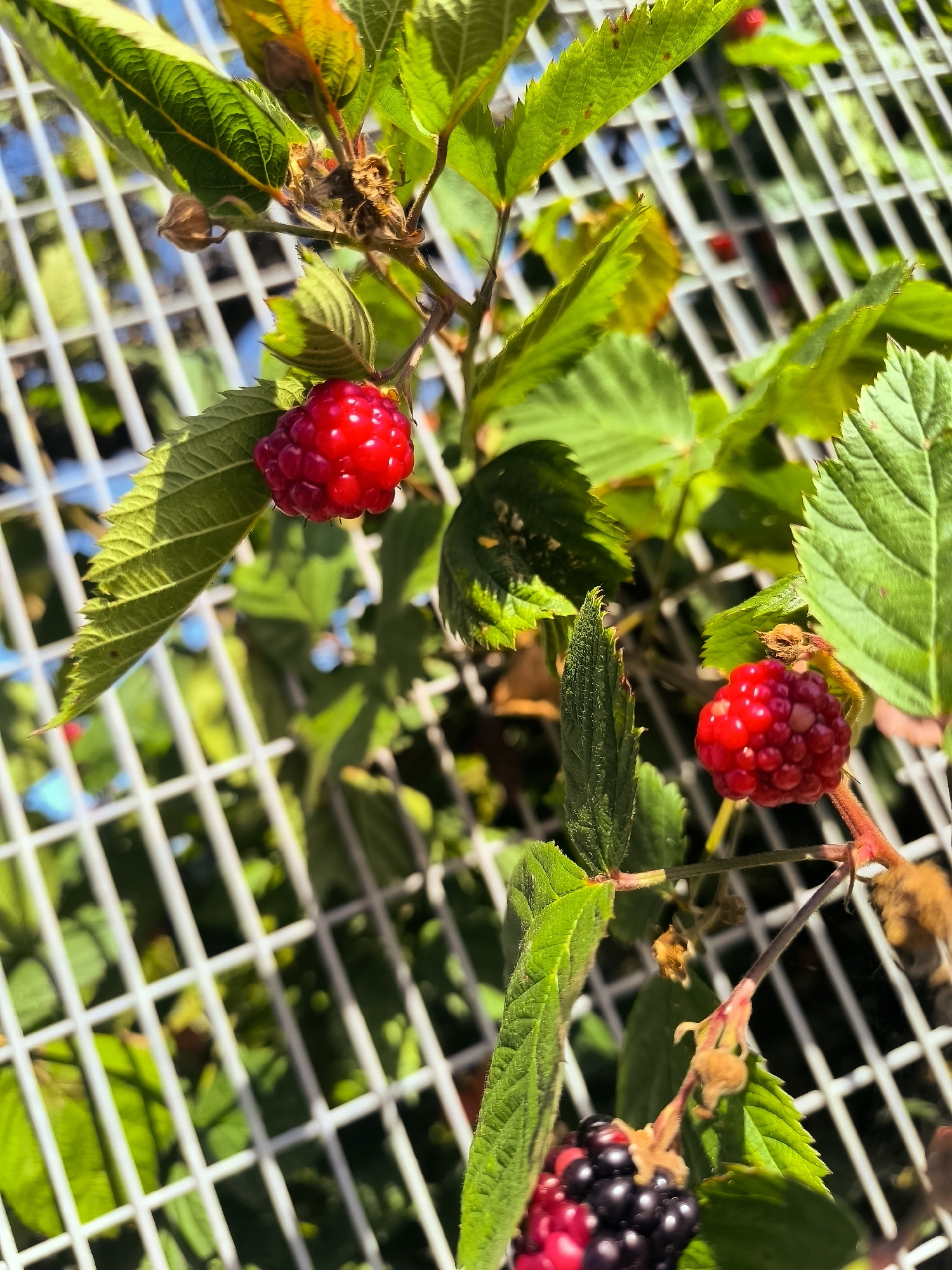 A close-up, low-angle, outdoor photograph captures a cluster of ripe raspberries and blackberries growing on a thorny branch. The berries are positioned in the foreground, with a white lattice structure of a fence or trellis extending diagonally across the image behind them. The lattice casts a shadow on the background foliage. The berries are vibrant red and deep purple, with visible individual drupelets. Green leaves with serrated edges surround the fruit. Sunlight illuminates the scene, creating bright highlights on the berries and leaves. The background appears to be a garden or natural setting, with hints of blue sky visible through the lattice. There are no people or animals visible in the image. The photograph was taken in Andijk, Netherlands.