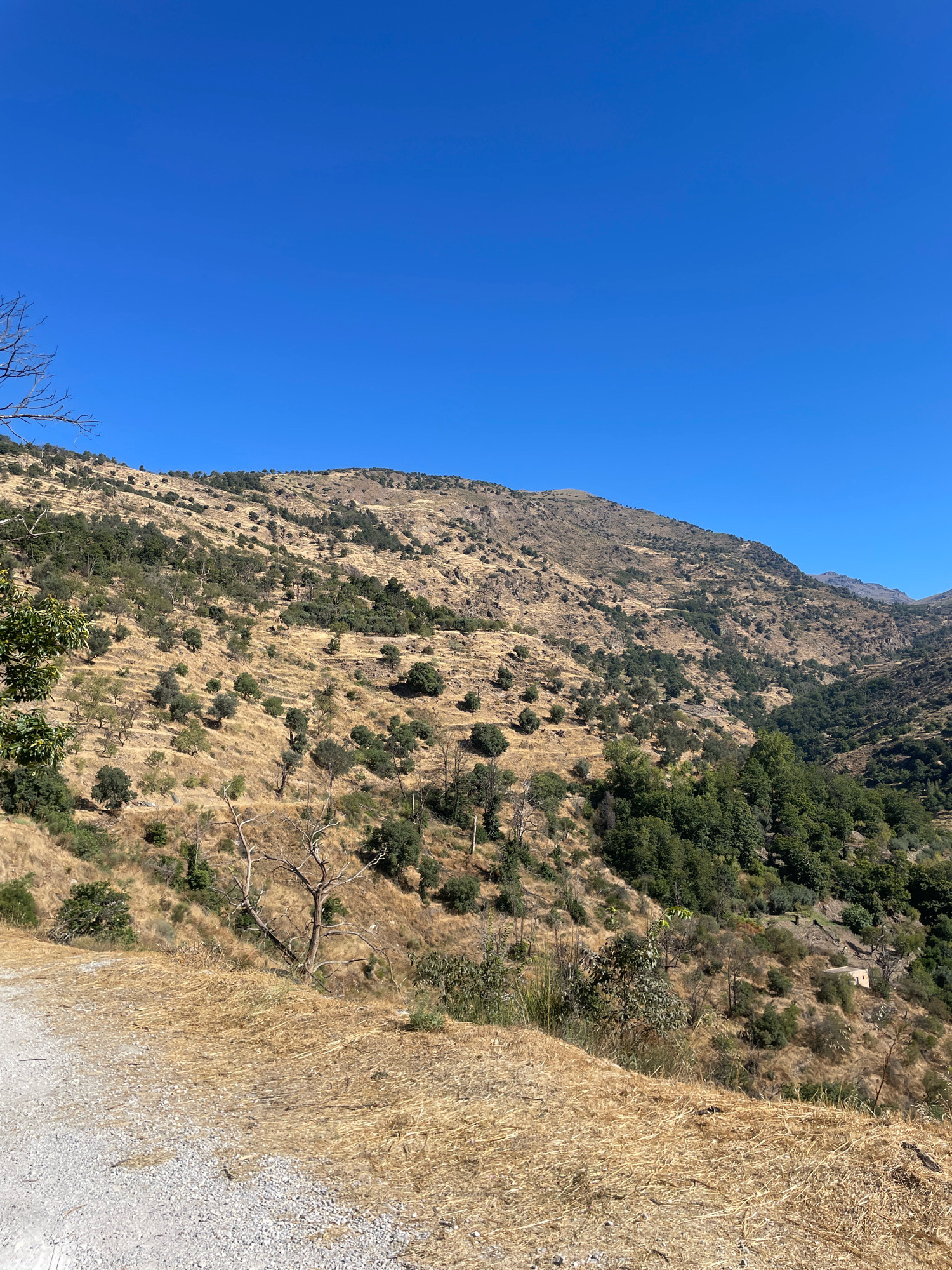 The image depicts a rural, mountainous landscape under a clear blue sky, likely in the vicinity of Lanjarón, Spain, given the terraced hillsides and vegetation typical of the region. The foreground shows a gravel path with dry, yellow grass and a few sparse, leafless trees. The midground and background are dominated by a steep hillside covered in a mix of dry, golden vegetation and scattered trees, some appearing to be olive trees, characteristic of the Alpujarra region. There are visible agricultural terraces carved into the slope. Further up the hill, denser green trees form patches of forest, and a small, light-colored building is nestled amongst the trees on the right side of the frame. The overall impression is one of a dry, sun-drenched, and rugged terrain.