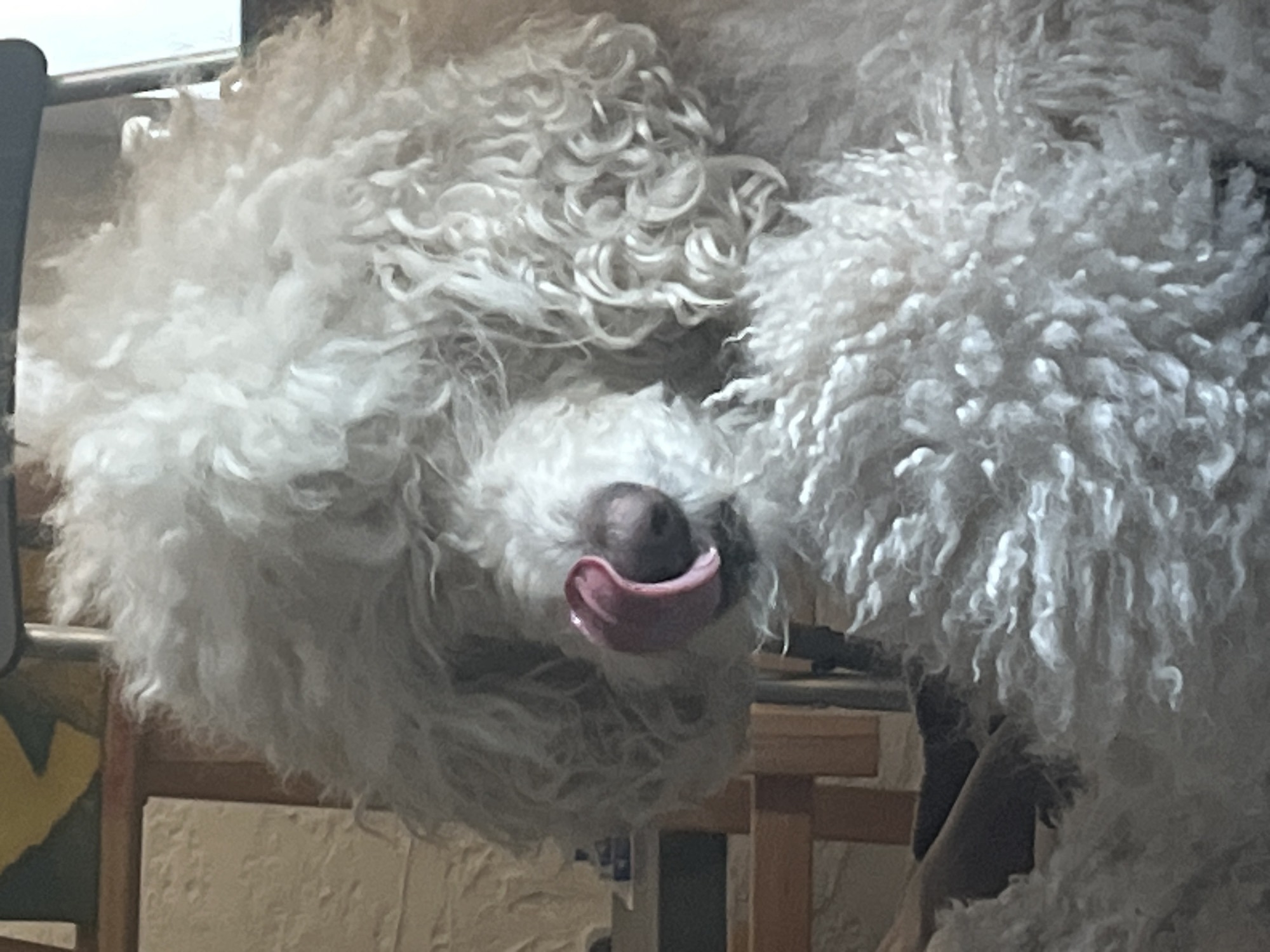 The image presents a close-up, overhead view of a fluffy white dog lying down. The dog's head is visible, tilted, with its dark nose and a pink tongue extended to the side, appearing to lick its nose or pant. The dog's fur is very dense, curly, and shaggy, predominantly white with some subtle greyish tones in the shadows, creating a voluminous and soft texture.
The setting appears to be indoors, with blurry background elements suggesting furniture such as wooden chair or table legs and possibly a light-colored tiled surface. The lighting is diffused, consistent with an indoor environment. The dog's posture and extended tongue convey a sense of relaxation, contentment, or playfulness. No specific time of day or weather conditions can be inferred, nor is any text visible in the frame.
