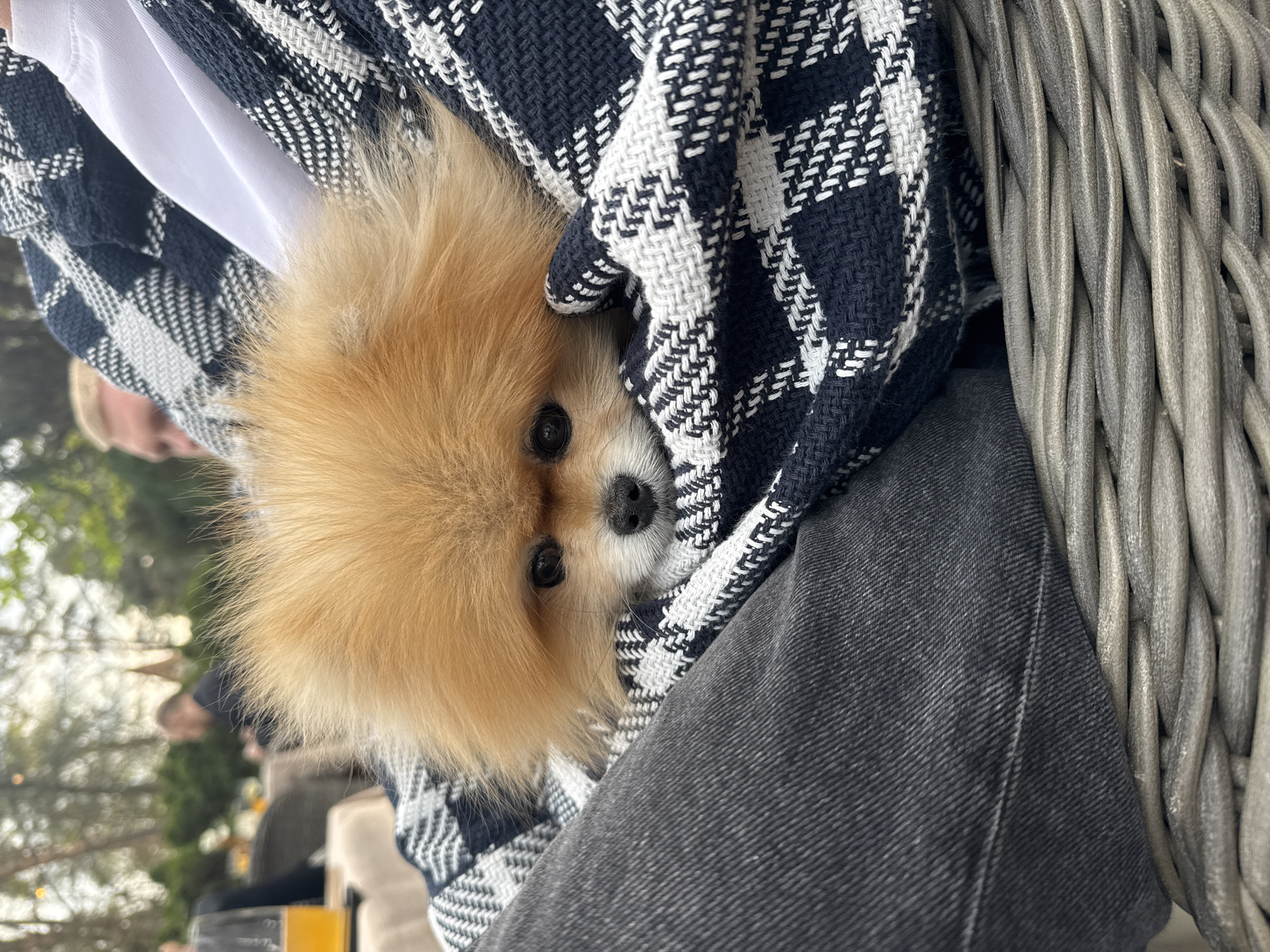 A close-up shot shows a small, fluffy, light brown Pomeranian dog nestled in a blue and white plaid blanket. The blanket is held by someone wearing dark gray jeans and a white shirt underneath. To the right of the dog and blanket, a gray wicker object is partially visible. The background shows blurred figures of people, trees, and what appears to be an outdoor setting. Based on the image's location in Konstancin-Jeziorna, Poland, it is likely an outdoor café or restaurant setting. The photograph is taken at eye level with the dog.