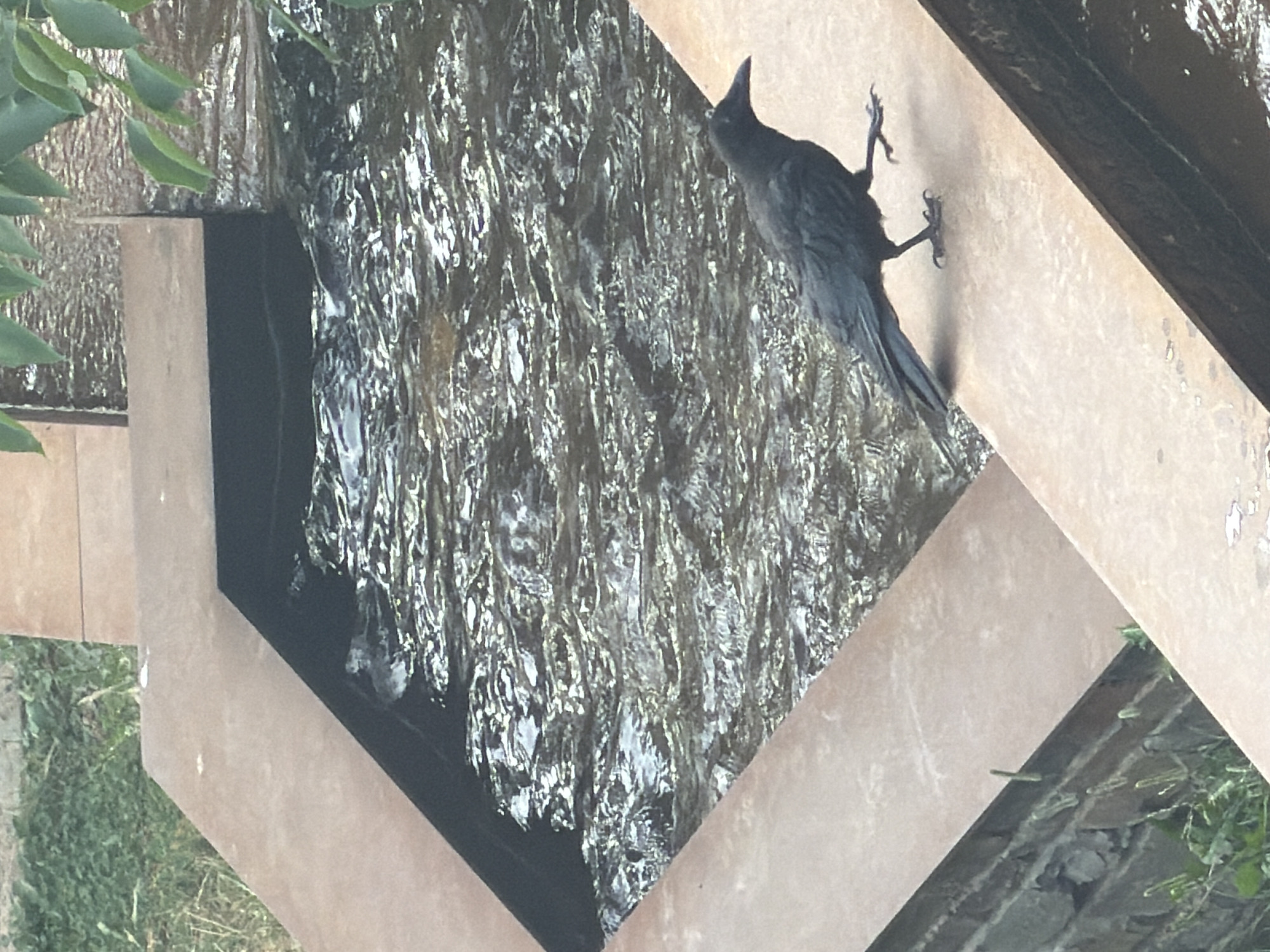 An American crow stands on the edge of a water feature in Esch-sur-Alzette, Luxembourg. The crow is facing to the right with its left leg lifted, appearing to be walking. The water feature has a modern design with angular, metallic edges. The water is flowing and appears slightly murky. Green foliage is visible in the upper right corner of the frame, and some greenery and stone are visible at the bottom left.