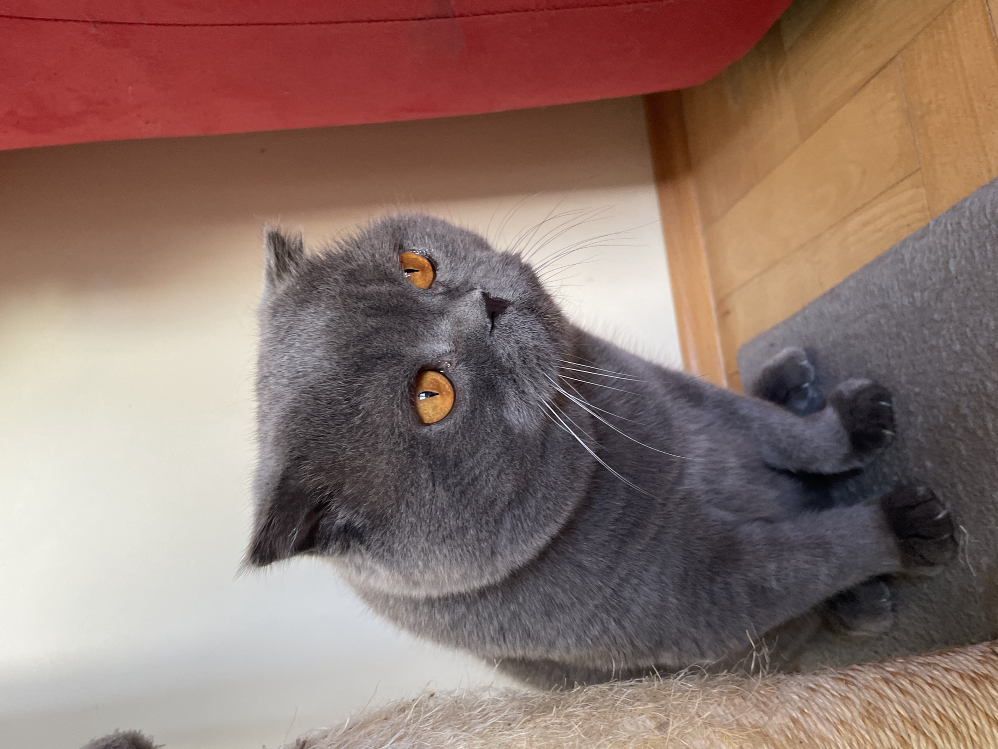 A gray cat with golden eyes is lying down. The cat is lying on a fuzzy, tan surface, with a gray, carpeted surface to its right. Behind the cat is a white wall and a light-colored wooden floor. A red object is above the cat.