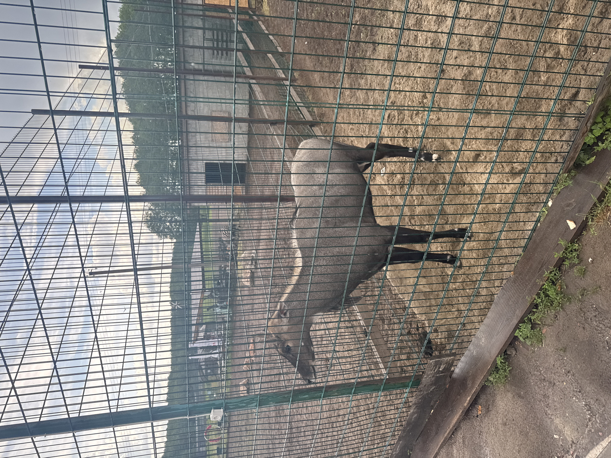 An adult nilgai, a large Indian antelope, stands in a dirt enclosure surrounded by a wire fence in Zaliznychne, Ukraine. The nilgai is greyish-brown with darker legs and white markings on its fetlocks. Its head is turned to the left, and its mouth is slightly open. The enclosure contains sandy dirt, a wooden beam along the bottom of the fence, and some scattered green vegetation. In the background, through the fence, there are trees, a building with a dark opening, and other parts of the zoo or park. The sky is overcast with some clouds.