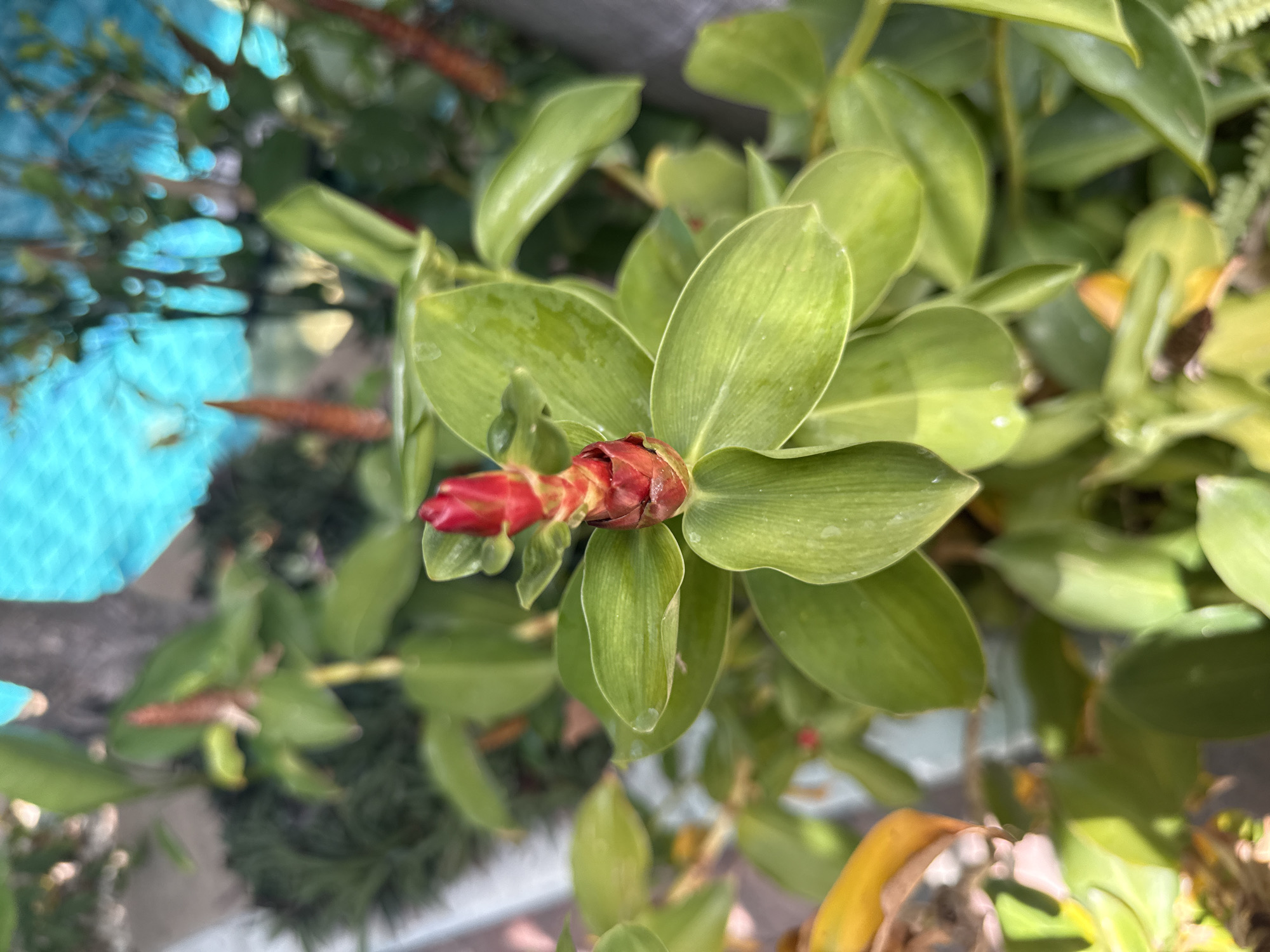 A close-up shot captures the vibrant red bloom of a Indian Button Ginger plant amidst its lush green foliage. The plant is positioned outdoors, with a hint of blue fabric visible in the blurred background, suggesting it might be situated in a garden or patio area. The focus is sharp on the flower and surrounding leaves, with water droplets glistening on the surfaces, indicating recent watering or dew. The overall impression is one of natural beauty and a tranquil outdoor setting, possibly in Pattaya City, Thailand, a location known for its tropical climate and abundant plant life.