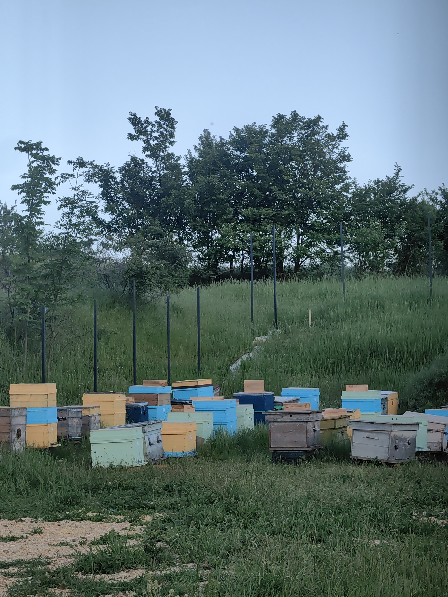 The image depicts a field of beehives in Ароматновское сельское поселение, Ukraine. The hives are painted in various colors (yellow, blue, green, gray) and are arranged in clusters on a grassy area. Behind the hives is a grassy hill with trees and a black metal fence. The sky is overcast. There are no people visible.