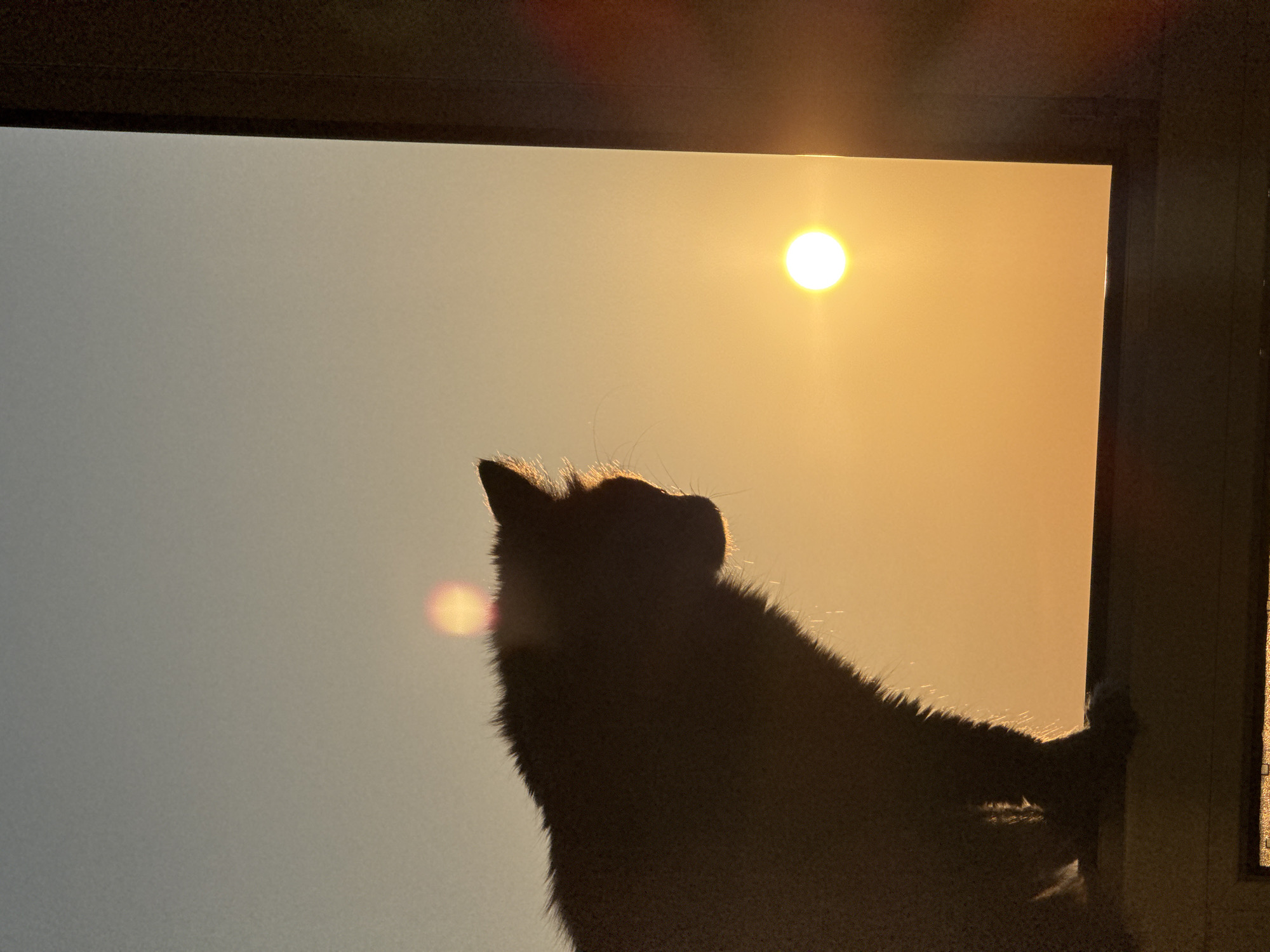 A silhouette of a cat is visible against a bright, sunset-like sky, framed by what appears to be a window. The sun is a small, distinct orb in the upper-right portion of the frame. The cat is positioned low in the frame, looking upwards. The image is likely taken indoors, looking out through the window. The exact location within Varna, Bulgaria, cannot be determined from this image.