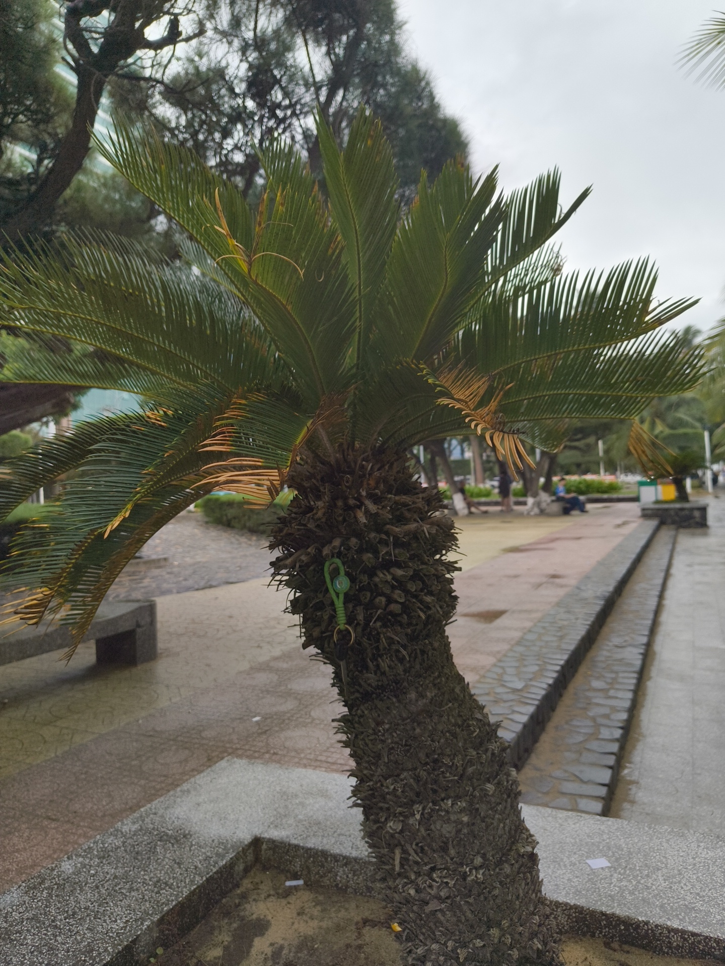 A sago palm tree, with a rough, scaly trunk, leans towards the right. A green keychain is attached to its trunk. The tree is situated in a public outdoor area with a paved walkway and a stone border. In the background, several individuals are visible, some sitting on benches or near a trash receptacle, suggesting a park or public plaza setting in Nha Trang, Vietnam. The sky is overcast, and the ground appears wet, indicating recent rain.